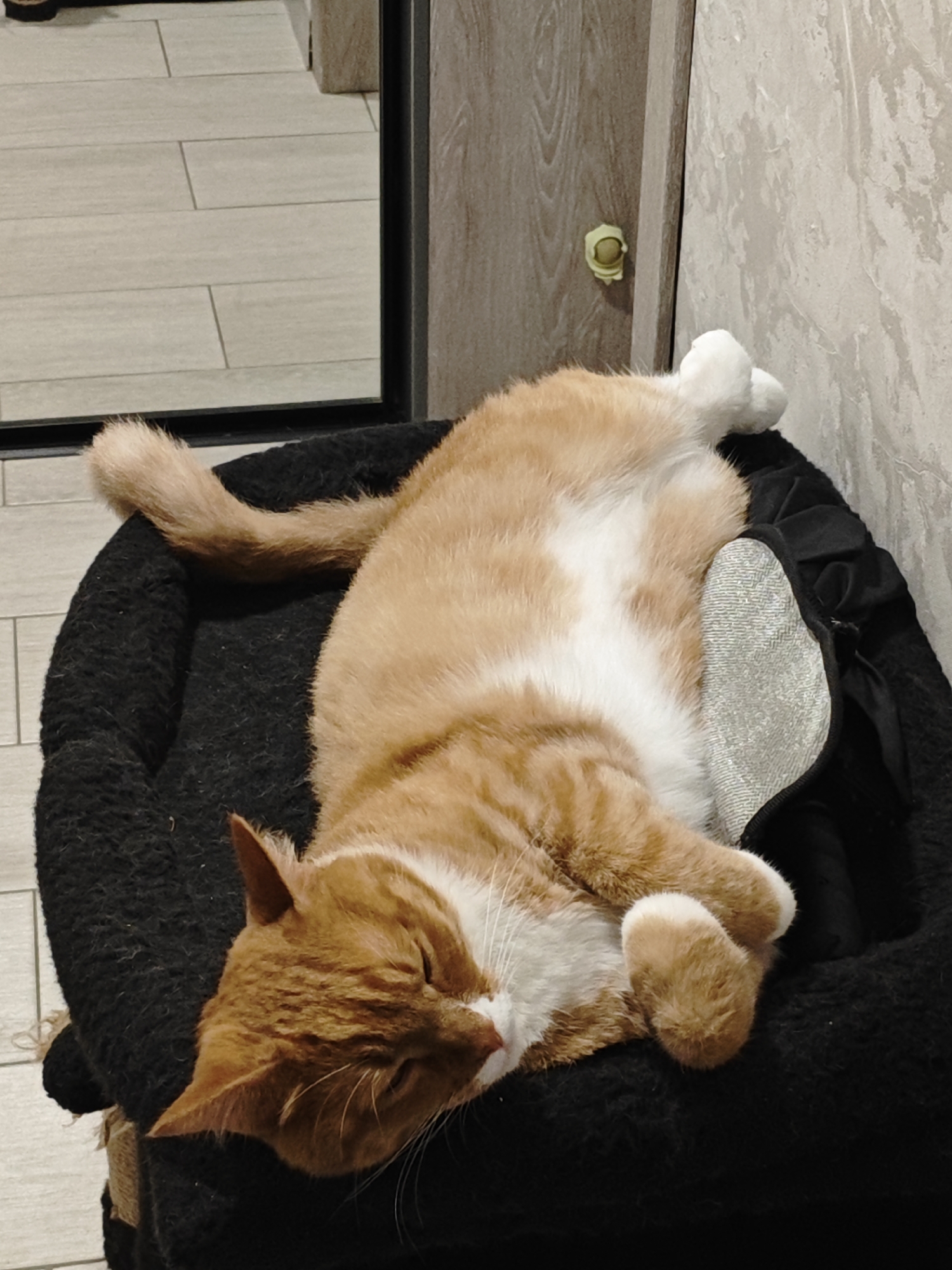 An orange and white cat is sleeping on its back in a black cat bed. The cat's paws are in the air and its eyes are closed. The cat bed is placed on the floor next to a wall with a textured wallpaper and a wooden cabinet. A mirror is visible in the background, reflecting a tiled floor. The scene appears to be indoors, likely in a residential setting within the city of Боровский, Russia.