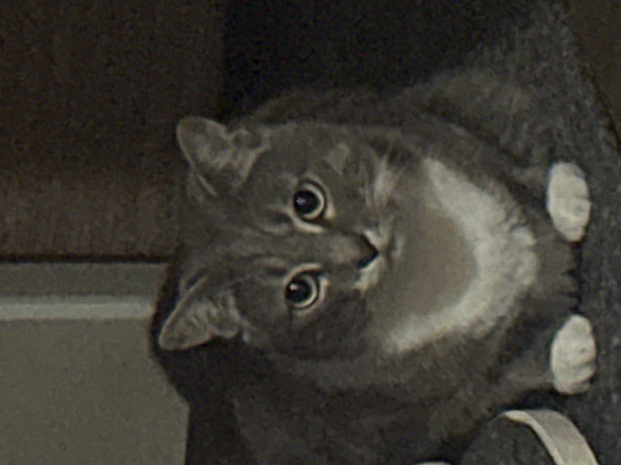 A close-up, slightly blurry, eye-level shot shows a medium-sized, grey and white domestic shorthair cat lying down. The cat is facing the camera, with its head slightly tilted. Its fur is a tabby pattern of grey stripes on a lighter grey background, with a distinct white patch on its chest that extends up towards its chin. The cat has large, round, light brown eyes with dark pupils, and its ears are pointed upwards. Its paws are visible in the foreground, with white fur on the tips. The background is dark and out of focus, with hints of brown and grey textures, suggesting an indoor setting. A portion of a white shoe is visible on the left side of the image, also out of focus. The overall lighting is dim.