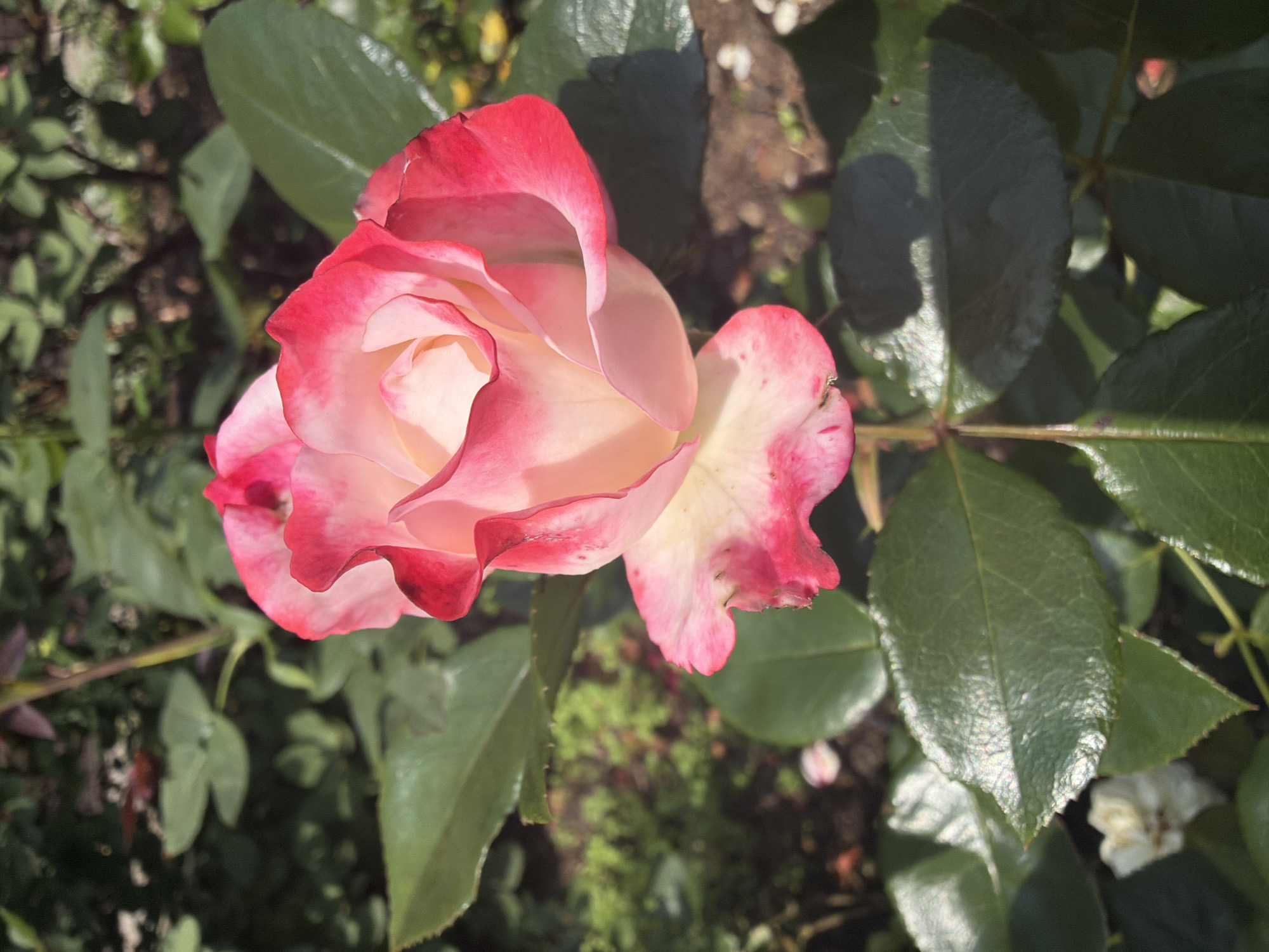 An extreme close-up photograph captures a bi-colored rose with predominantly pink petals edged in a deeper crimson. The rose is in bloom, with its petals unfurling in soft curves. It is surrounded by lush, green leaves that exhibit a slightly textured surface and serrated edges. The background is softly blurred, revealing hints of more foliage, soil, and possibly other flowers. The lighting suggests it is daytime, with sunlight casting shadows and highlighting the delicate textures of the petals and leaves. The image does not provide any specific visual cues to locate it within Ladushkin, Russia, or any other specific location.
