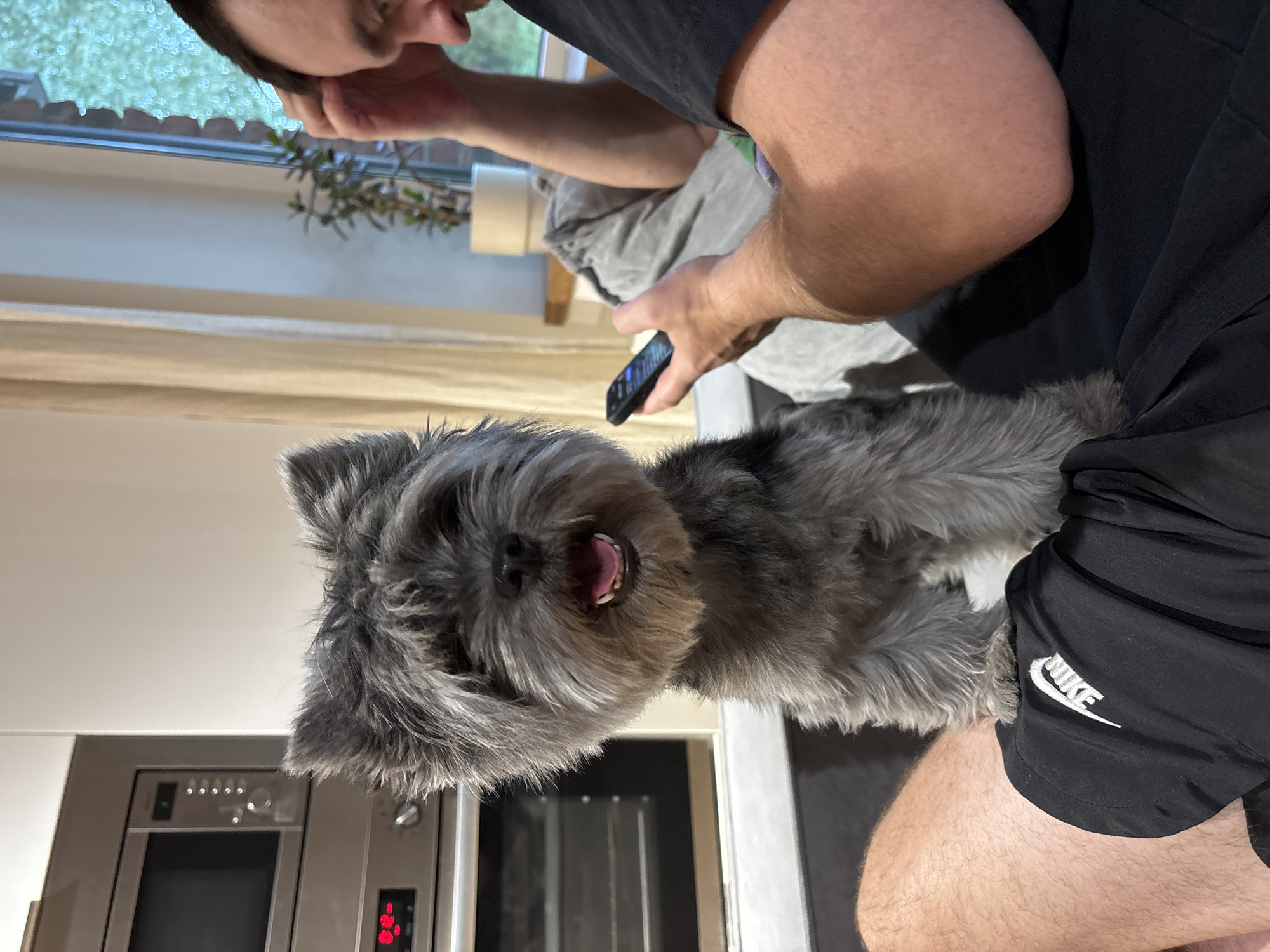 A man is seated with a grey, fluffy dog standing on his lap. The man is holding a smartphone in his left hand and touching his face with his right. The dog has its mouth open, possibly panting or barking. The man is wearing a dark t-shirt and black Nike shorts. In the background, there is a kitchen with a stainless-steel oven. A window with a blurry view of greenery is also visible. The location in the city of Chaikovsky, Russia, cannot be determined from the image alone.
