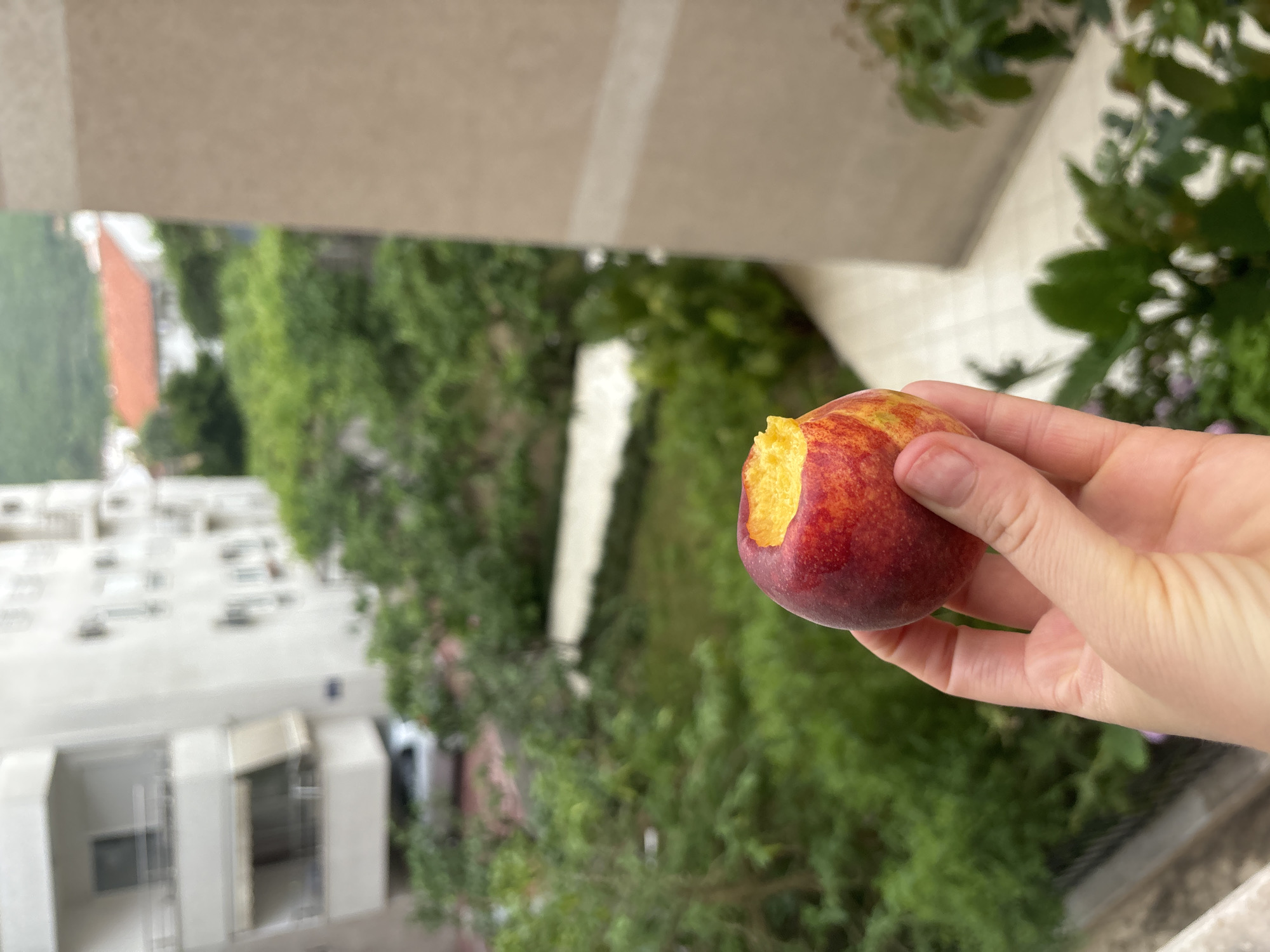 A hand holds a partially eaten peach, revealing the yellow flesh beneath the red skin. The background includes urban elements: a building facade, a rooftop with multiple windows, and dense green vegetation that could be overgrown ivy or similar climbing plants. In the distance, hints of other buildings are visible, including one with a reddish-orange roof. Based on the architectural style and vegetation, this image could be taken in Budva, Montenegro, but without additional clues, this location can't be explicitly confirmed.
