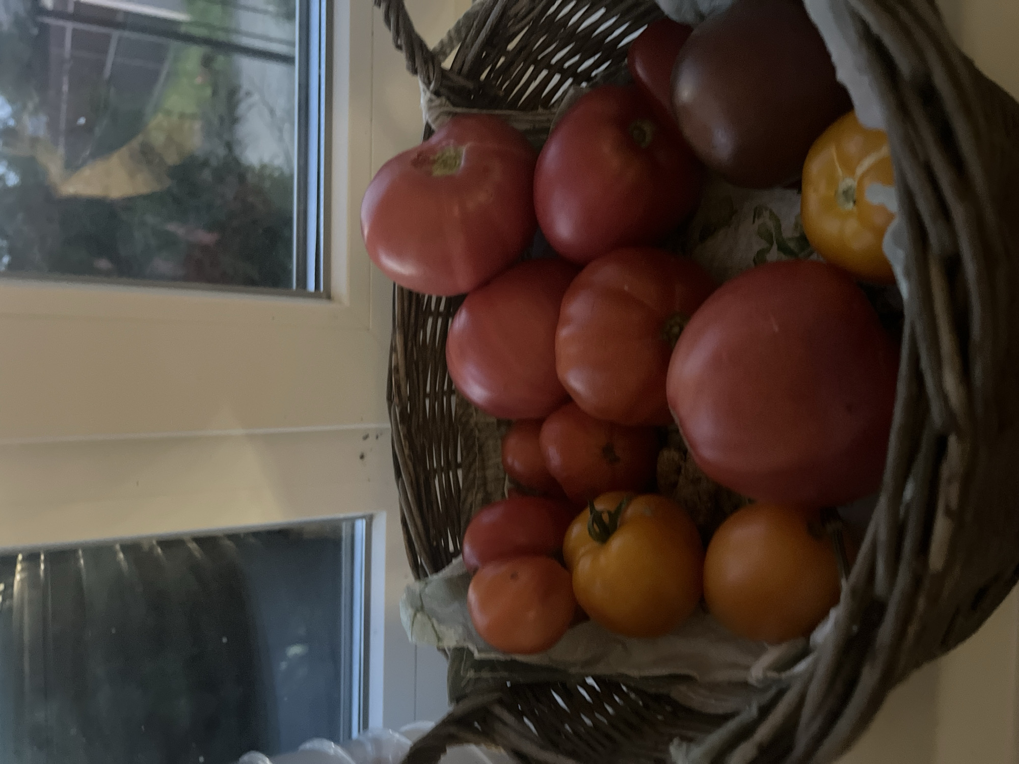 A basket of ripe tomatoes is displayed on a windowsill in Vladimirovka, Russia. The basket is woven and contains a variety of tomatoes in different shades of red, orange, and a deep burgundy. Some of the tomatoes are large and irregular in shape, while others are smaller and round. The tomatoes appear fresh and are positioned close together, filling the basket. Behind the basket, a window offers a view of greenery and foliage, suggesting an outdoor scene beyond the interior. The lighting in the image is soft, casting gentle shadows on the tomatoes and the woven texture of the basket. The overall impression is one of abundance and harvest.