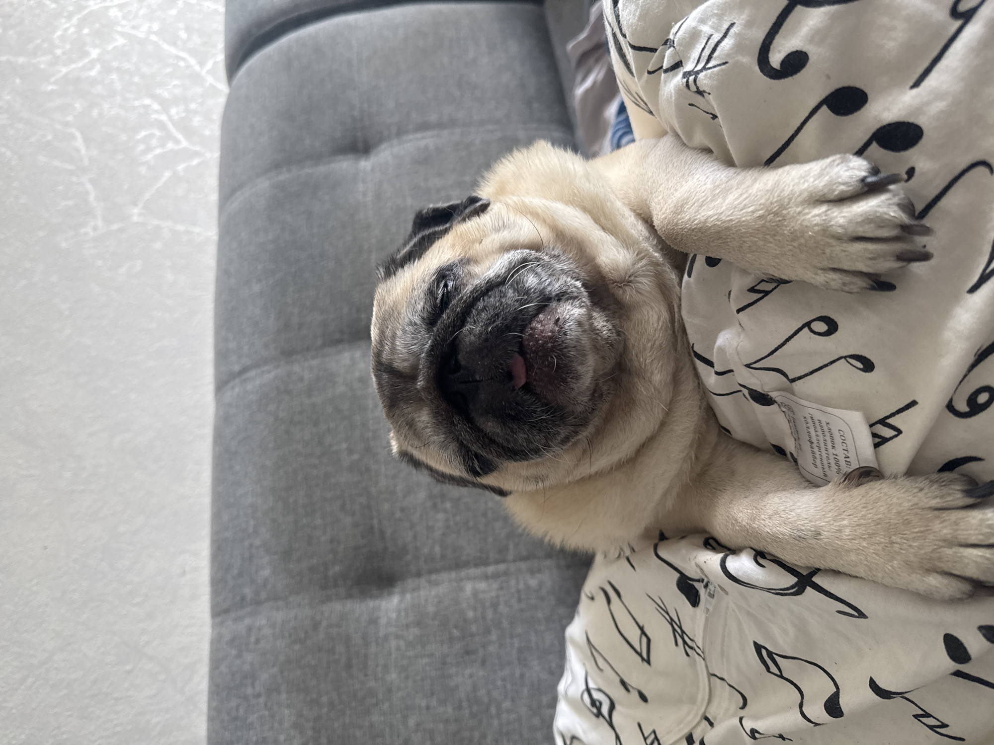 A pug dog is lying on a bed with a grey upholstered headboard. The dog's face is turned towards the camera, with its tongue slightly sticking out. The dog is resting on a white duvet cover patterned with black musical notes. The background shows the textured wall of a room.