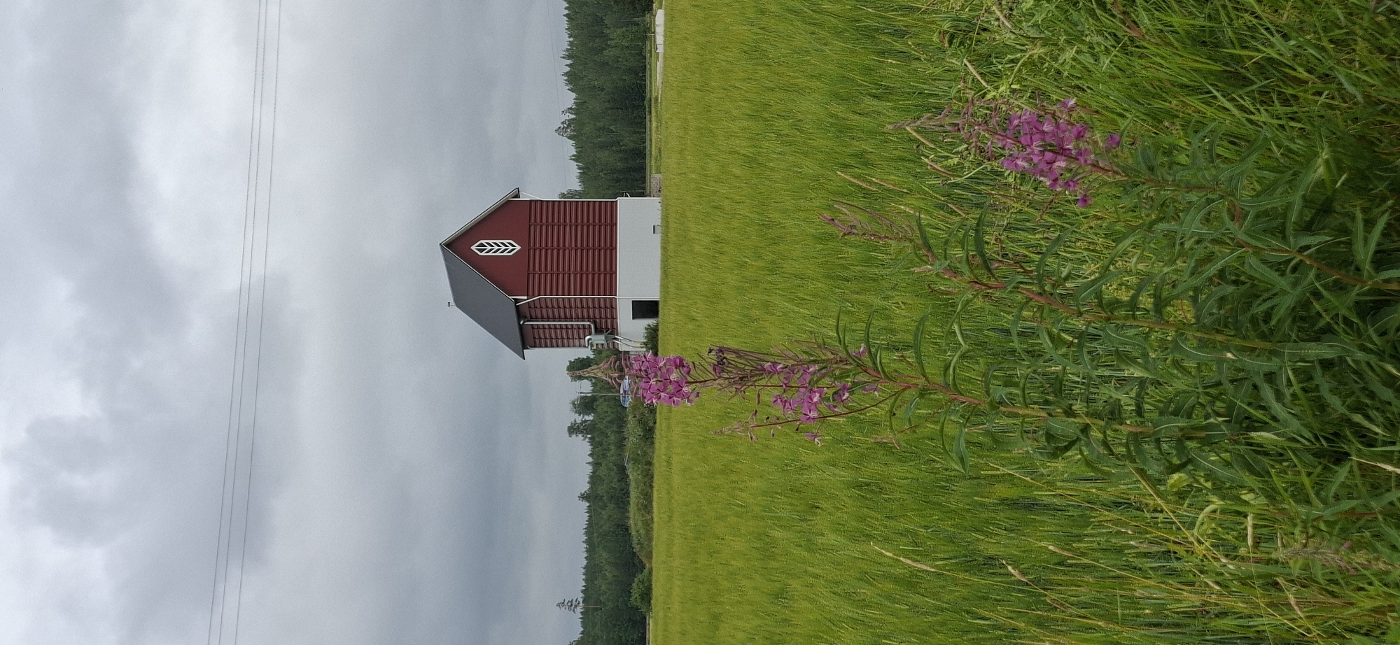 An outdoor, full-shot photograph taken on an overcast day shows a red, barn-like structure with a white base and a dark roof situated in a vast, green field. The structure has horizontal siding and a decorative white gable ornament resembling a wheat stalk. In the foreground, a tall, slender pink-flowered plant with green leaves stands in front of the field. The field is densely covered in what appears to be green grass or a similar crop, with some taller stalks scattered throughout. A line of dark green trees forms a distant horizon behind the field and structure, with a slightly lighter, overcast sky above. In the far distance, between the field and the trees, a portion of a road is visible with a vehicle parked or driving on it. The location of Orimattila, Finland, is not visually discernible from the image.