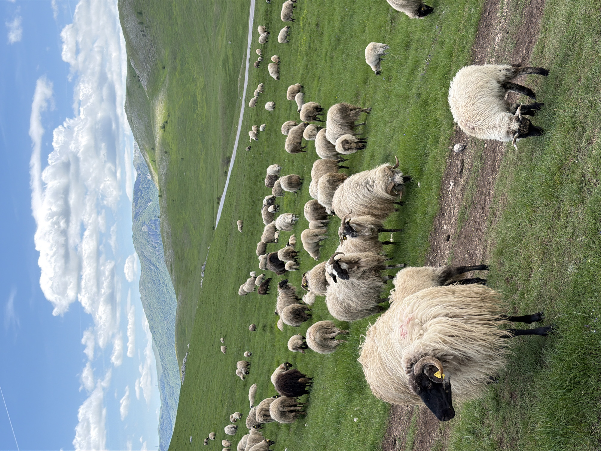 This image depicts a vast, verdant mountainous pasture in Novakovići, Montenegro, under a bright blue sky with scattered white cumulus clouds. Numerous sheep are dispersed across the green, rolling hills, primarily engaged in grazing or standing.
In the foreground, a light brown dirt path traverses horizontally from the lower-left. A prominent sheep with long, shaggy, cream-colored wool, a black head, and curved horns bearing a yellow ear tag stands in the lower-left, facing left. Another smaller sheep with white wool and dark markings on its face and legs grazes in the lower-right corner.
The middle ground features a large flock of sheep, predominantly white or cream-colored, with several black and brown sheep interspersed, all grazing across the lush green slopes. A light-colored paved road curves from the left-center towards the upper-right, disappearing behind a hill.
In the background, multiple layers of green-forested mountains extend across the horizon. The sky above is a vibrant blue, featuring numerous fluffy white clouds, with a faint, thin contrail visible in the upper-left corner. No human figures are present in the scene.