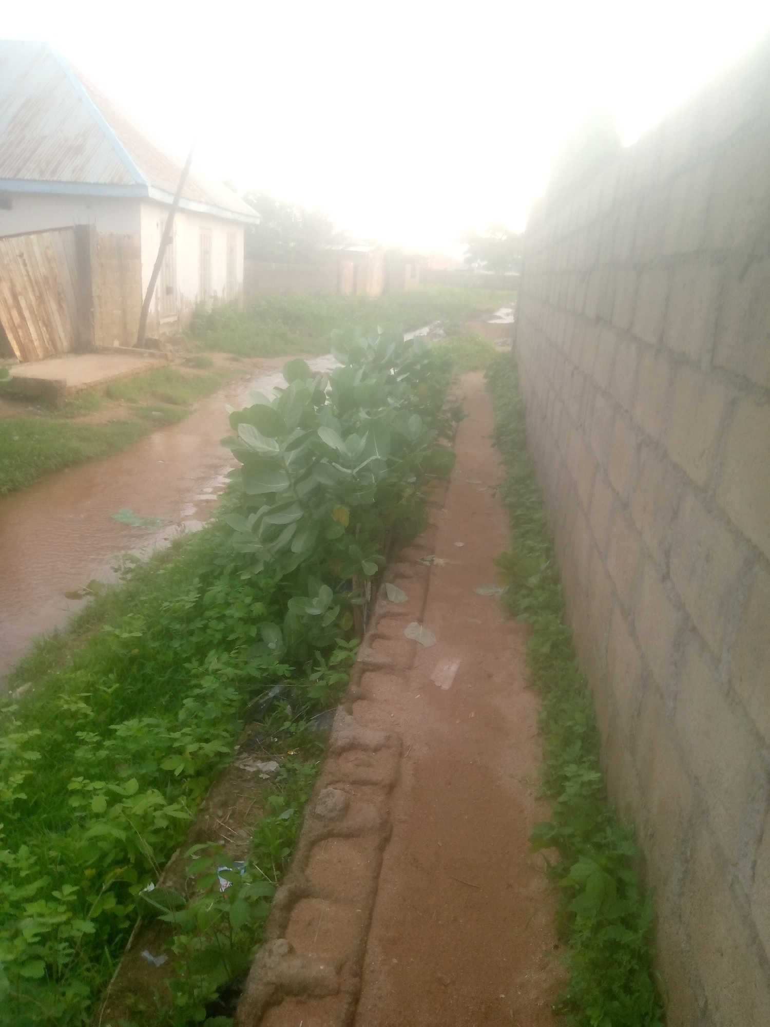 The image depicts a scene in Jalingo, Nigeria, featuring a residential area with a narrow, muddy waterway running alongside a dirt path. On the left, a white building with a corrugated metal roof and wooden fencing is visible, suggesting a home or similar structure. The waterway is shallow and appears to be carrying muddy water, with green vegetation growing on its banks and also along the edge of the path. Dominating the right side of the image is a wall constructed of light-colored concrete blocks, indicating the boundary of a property. The path itself is made of reddish-brown dirt. The overall environment appears somewhat overgrown, with lush green plants lining the path and waterway, hinting at a humid climate or recent rainfall. The lighting is diffused, with a bright, hazy sky, suggesting it might be early morning or a particularly overcast day. No people are visible in the image.