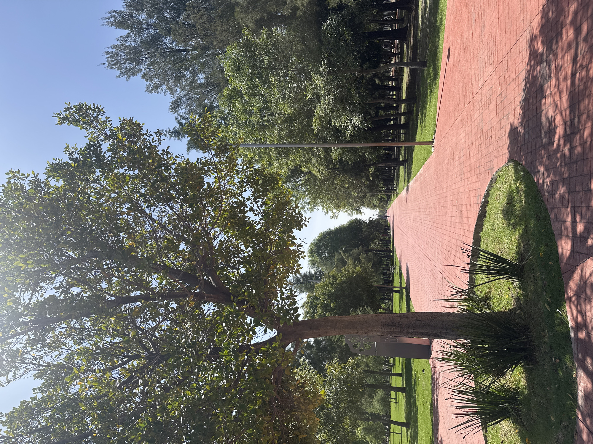This image depicts a scenic park path in Puebla, Mexico, likely within the Parque Ecológico. The path, paved with distinctive red bricks, stretches into the distance, bordered by lush green grass and a variety of trees. A large tree with dense green foliage dominates the foreground on the left, casting dappled shadows on the path. On the right, a line of tall, slender trees with dark bark creates a natural canopy. The sky is a clear, bright blue, indicating a sunny day. In the distance, a few individuals can be seen walking along the path, suggesting the park is open for recreation. A modern trash receptacle is visible near the base of the large tree in the foreground. The overall scene conveys a sense of tranquility and natural beauty within an urban setting.