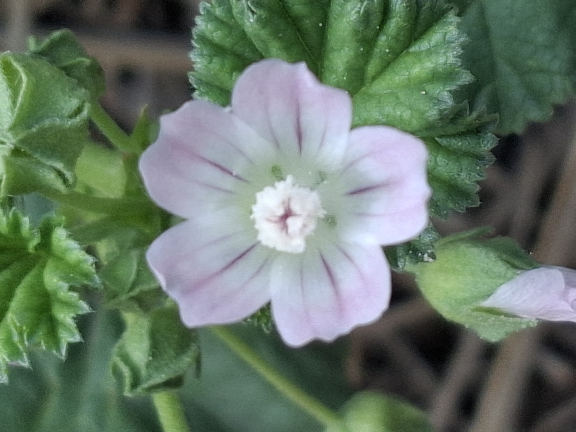 The image is a close-up, macro photograph of a light pink mallow flower with deep pink veining. The flower has five petals and a prominent, fuzzy white and pink center. Green leaves with serrated edges surround the bloom, and a closed bud in a similar light pink color is visible at the bottom left of the frame. The background is blurred and dark, suggesting a natural outdoor setting. There is no indication of any specific location in Almaty, Kazakhstan.