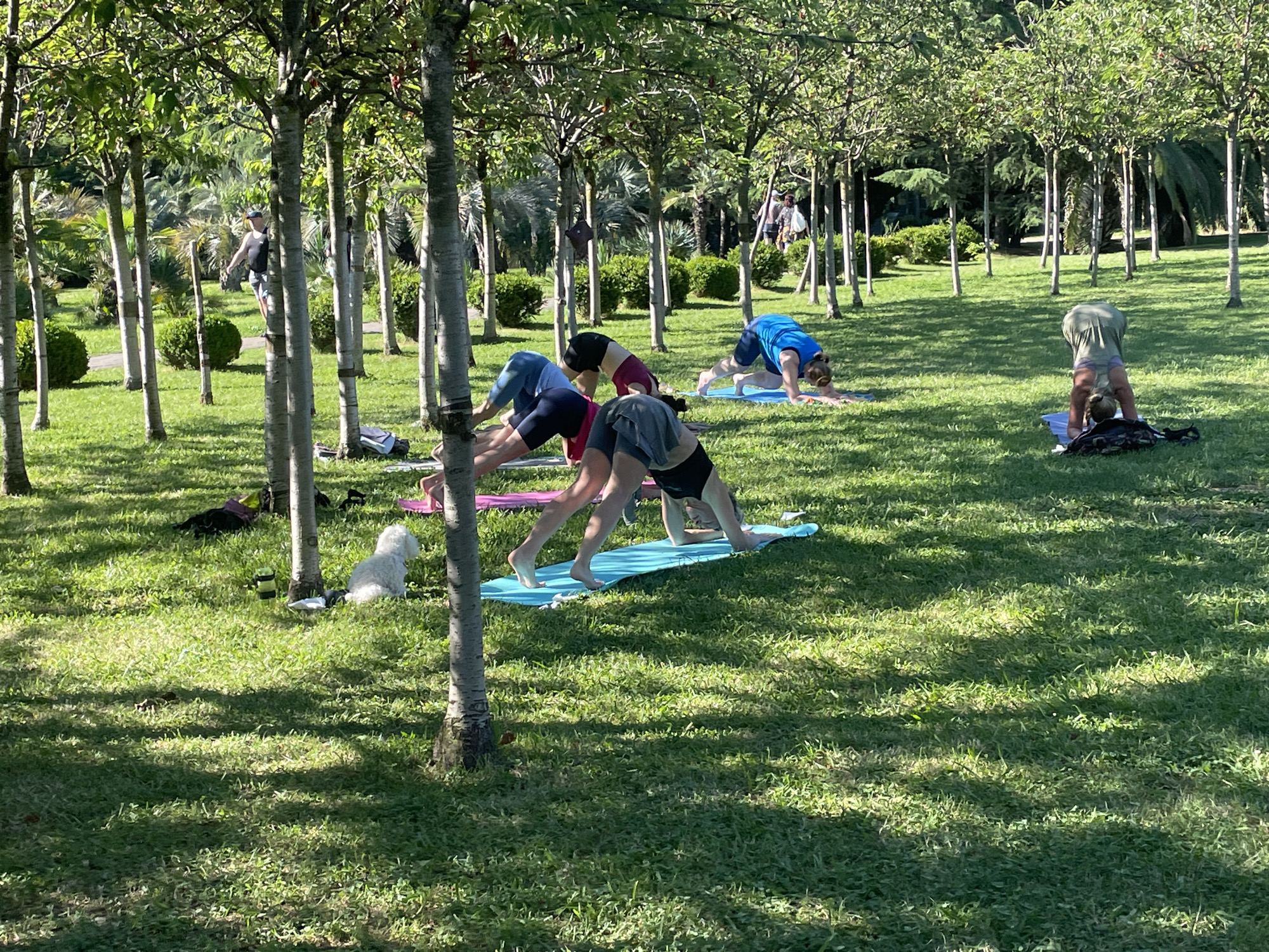 This is a daytime, eye-level, medium shot of a group of people practicing yoga on a grassy lawn lined with young trees. The location is the Arboretum in Sochi, Russia, as evidenced by the distinctive trees and the overall park setting.
In the foreground and midground, several individuals are engaged in various yoga poses, primarily in a downward-facing dog position. One person in the mid-left is wearing a blue top and dark shorts. To their right, another person in a maroon top and black shorts is also in a similar pose. Further to the right, a person in a blue t-shirt and dark shorts is on a blue yoga mat. In the far right midground, a person in a green outfit is in a handstand-like yoga pose.
In the foreground, on the left side of the image, a small white dog is sitting on the grass. Several yoga mats in colors like blue and pink are visible. Scattered items like bags are also present near the trees.
The background consists of more trees and lush green bushes, suggesting a well-maintained park. Sunlight filters through the leaves, casting dappled shadows on the grass. In the upper left background, a person in a black tank top and patterned shorts is walking. In the upper right background, another person is walking away from the camera, carrying a bag. The environment is serene and appears to be a public park.
