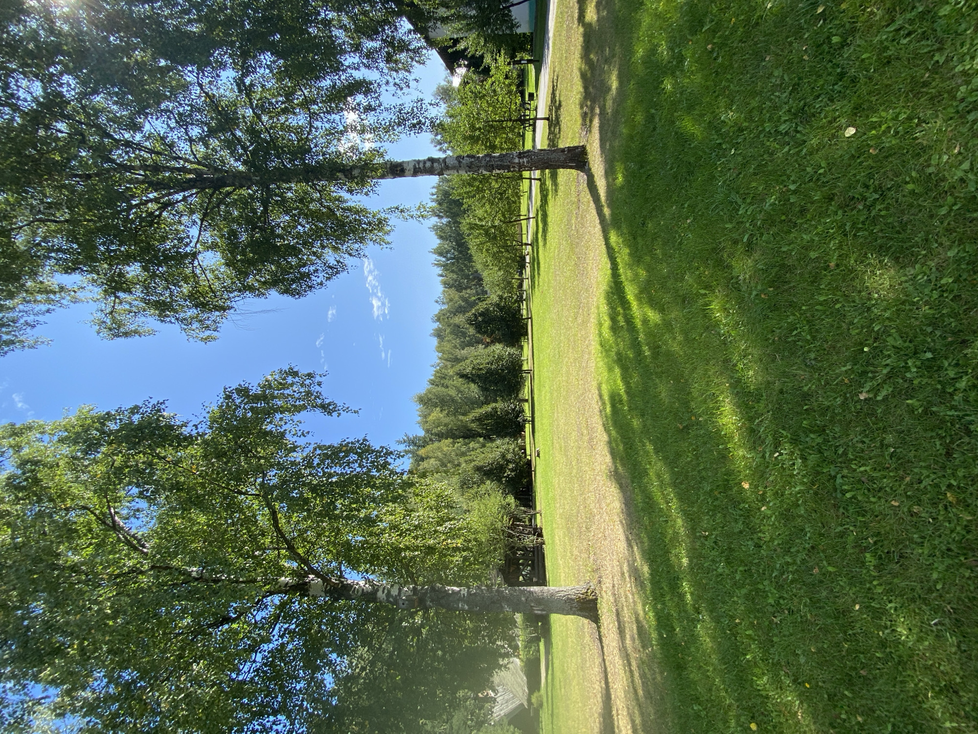 The image depicts a sunny outdoor scene on a grassy field. Two large birch trees frame the foreground, with one on the left and one on the right. Their green leaves are full and lush, suggesting a warm season. Sunlight filters through the leaves, casting dappled shadows on the grass. In the mid-ground, there is a row of smaller trees, and beyond them, a dense line of mature trees forms a natural backdrop. On the far right, a portion of a building with a white facade and a brown roof is visible. In the left mid-ground, a wooden structure, possibly a gazebo or shelter, is partially obscured by trees. The sky is a clear, vibrant blue with a few wispy clouds. The ground is covered in well-maintained green grass, with some areas appearing drier and yellower due to sunlight and potential watering. There are no people visible in the image. The overall impression is one of a peaceful, park-like setting.