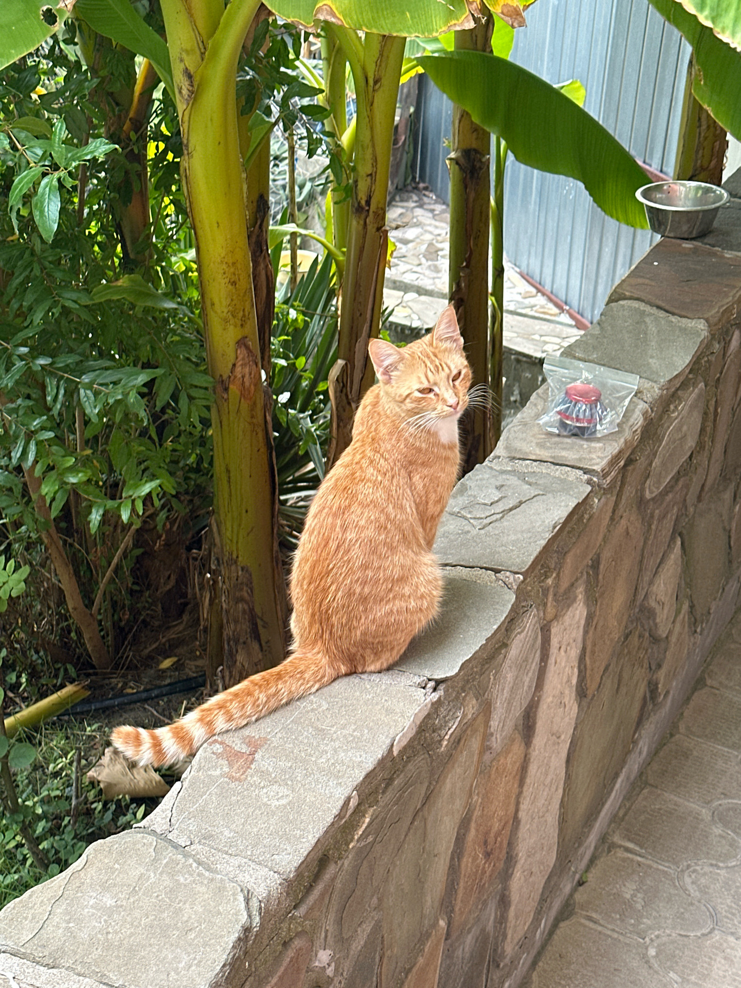 An orange tabby cat with white markings on its chest and face sits on a stone wall in a garden. The cat is facing to the left, with its tail curled around its body. Behind the cat are banana trees and lush green foliage. On the wall, to the right of the cat, is a small metal bowl and a plastic bag containing a red object. The background shows a corrugated metal fence and a cobblestone path. The scene appears to be located outdoors in a temperate climate, possibly in Lermontovo, Russia, given the presence of banana trees which are cultivated in similar southern Russian regions. The overall atmosphere is calm and relaxed.