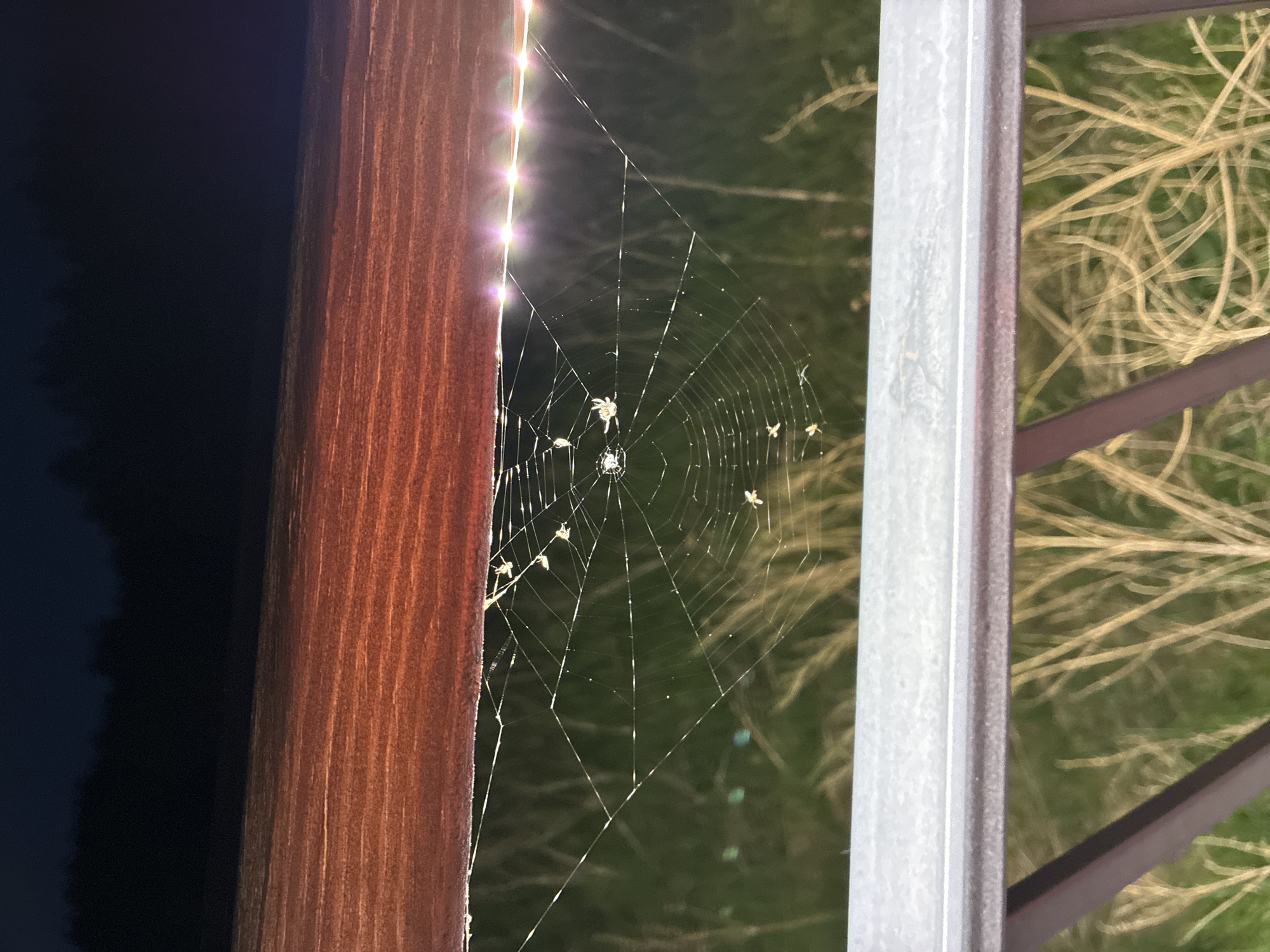 A spider web is strung between a brown wooden post and a silver metal post, likely a railing of some kind, with the backdrop being out-of-focus vegetation. Several small, white spiders are visible within the web, positioned at various points. The scene is dimly lit, with what appears to be a string of lights partially visible along the brown post.