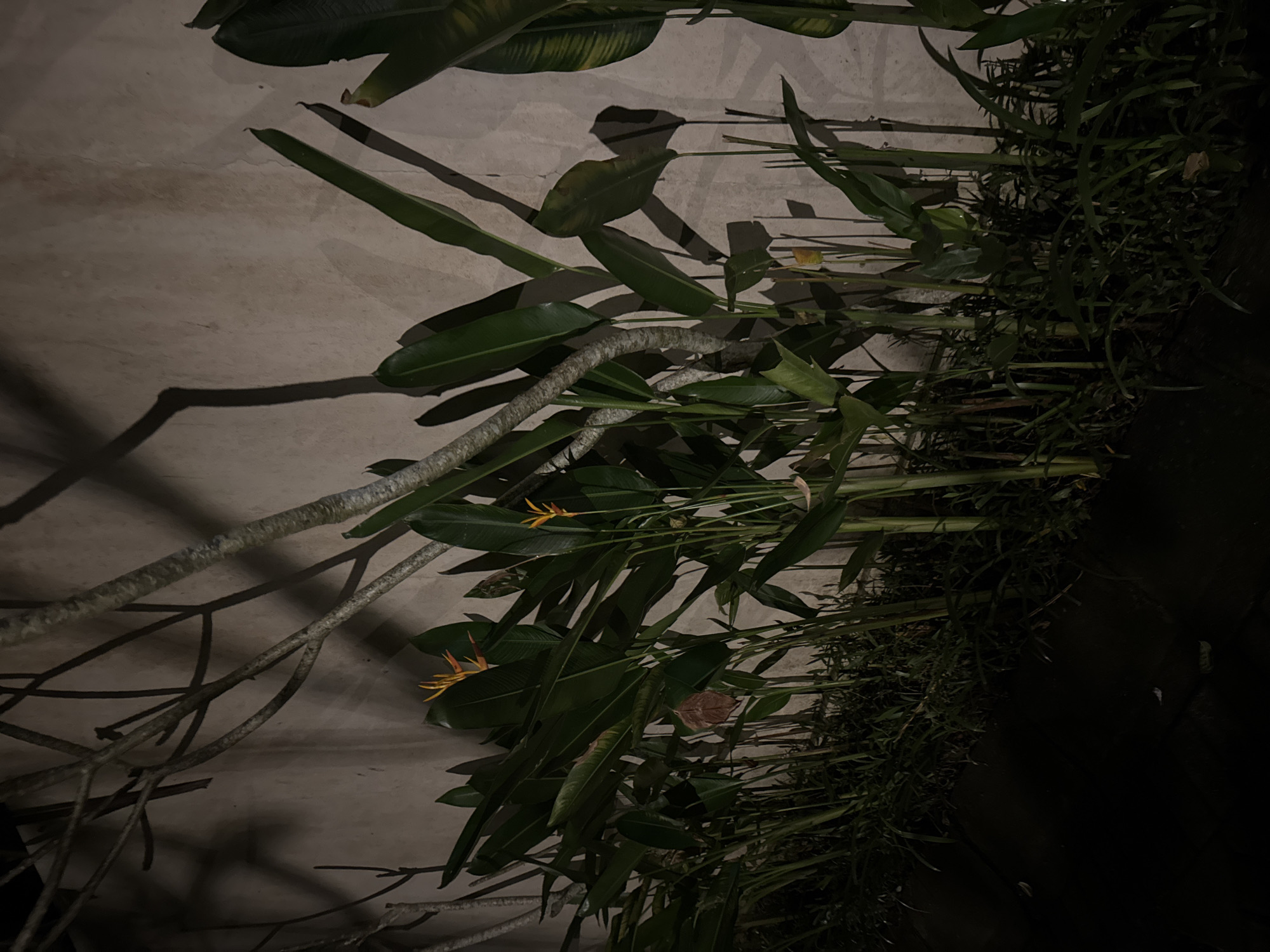 The image captures a dimly lit, nocturnal scene of tropical plants and tree branches against a light-colored, textured wall. The pervasive darkness suggests it is nighttime, with a single, strong light source positioned to the left, casting long, sharp shadows of the foliage and branches onto the wall.
In the foreground, a variety of green plants are visible, rooted at the bottom of the frame and extending upwards. Dominant among these are plants with large, broad, dark green leaves, typical of tropical flora. Two distinct orange and yellow flowers, consistent with species like Heliconia or Bird of Paradise, emerge from the dense greenery. Further to the right, a cluster of plants with slender, grassy leaves creates a darker, dense mass.
Several thick, gnarled tree branches, light in color and appearing mostly bare, weave across the lower and central sections of the frame, their intricate forms contributing to the complex shadow patterns on the textured wall behind them. The wall itself appears to be concrete or stucco, exhibiting subtle variations in color and texture.
The scene conveys a tranquil, natural ambiance, emphasized by the interplay of light and shadow. There are no individuals, animals, or discernible text present. This outdoor setting, characterized by its tropical vegetation, aligns with the provided location context of Kuta Selatan, Indonesia.