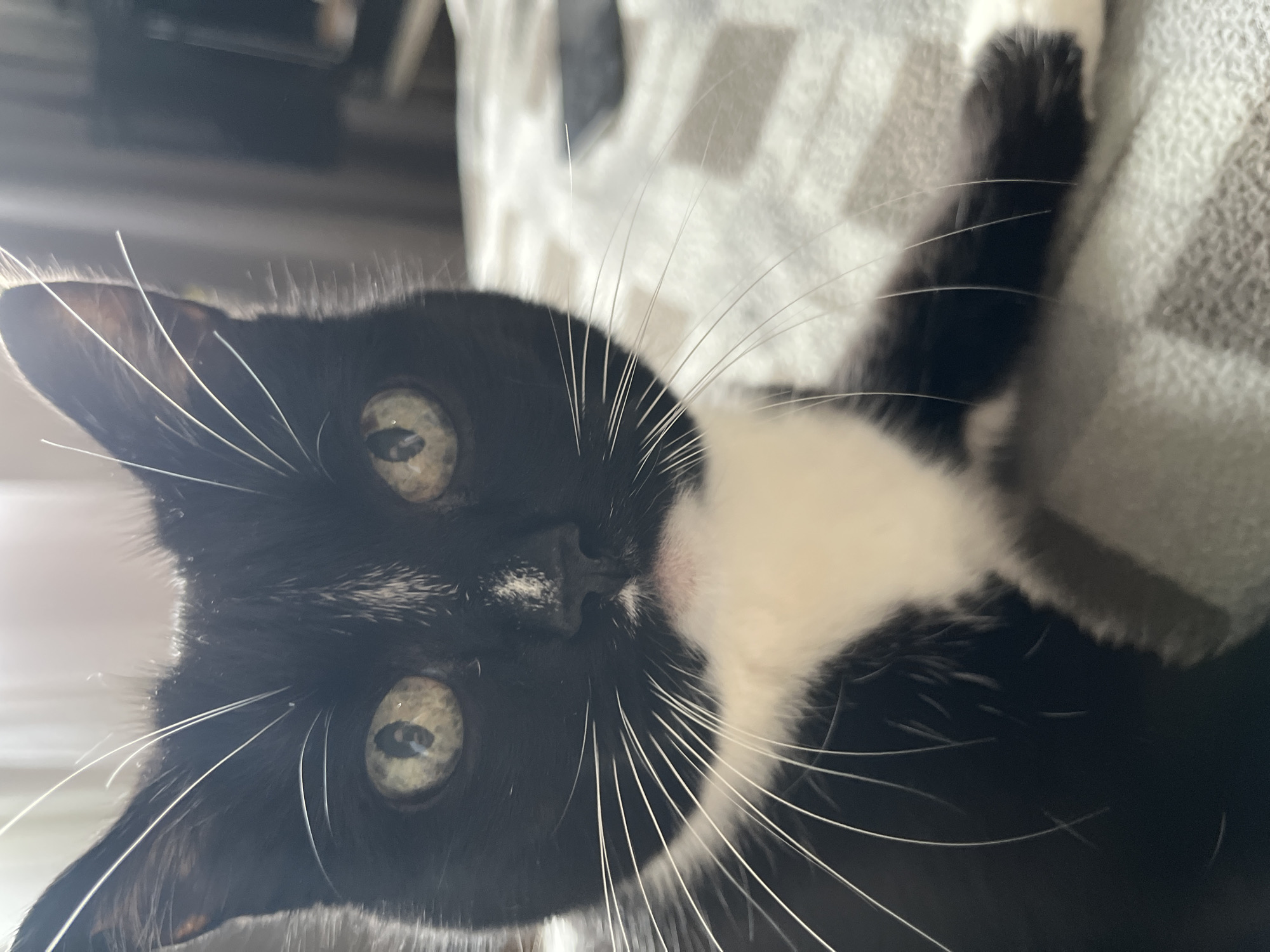 A close-up, head-on, eye-level, full-frame, indoor, portrait-style photograph captures a black and white domestic cat. The cat's head is centered and takes up the majority of the frame, with its face looking directly at the camera. Its fur is predominantly black, with a white chest, chin, and a small white blaze on its forehead. The cat has large, round, green-yellow eyes with visible pupils, and long, white whiskers that extend outwards. Its ears are pointed and positioned towards the top of the frame. The cat appears relaxed, with its body partially visible and resting on a surface. The background is blurred, but suggests an indoor setting, possibly a bedroom, with hints of muted tones and soft lighting. The surface the cat is resting on has a textured, checkered pattern in shades of gray. There is no indication of the specific city, country, or location within Moscow, Russia, in the provided image.