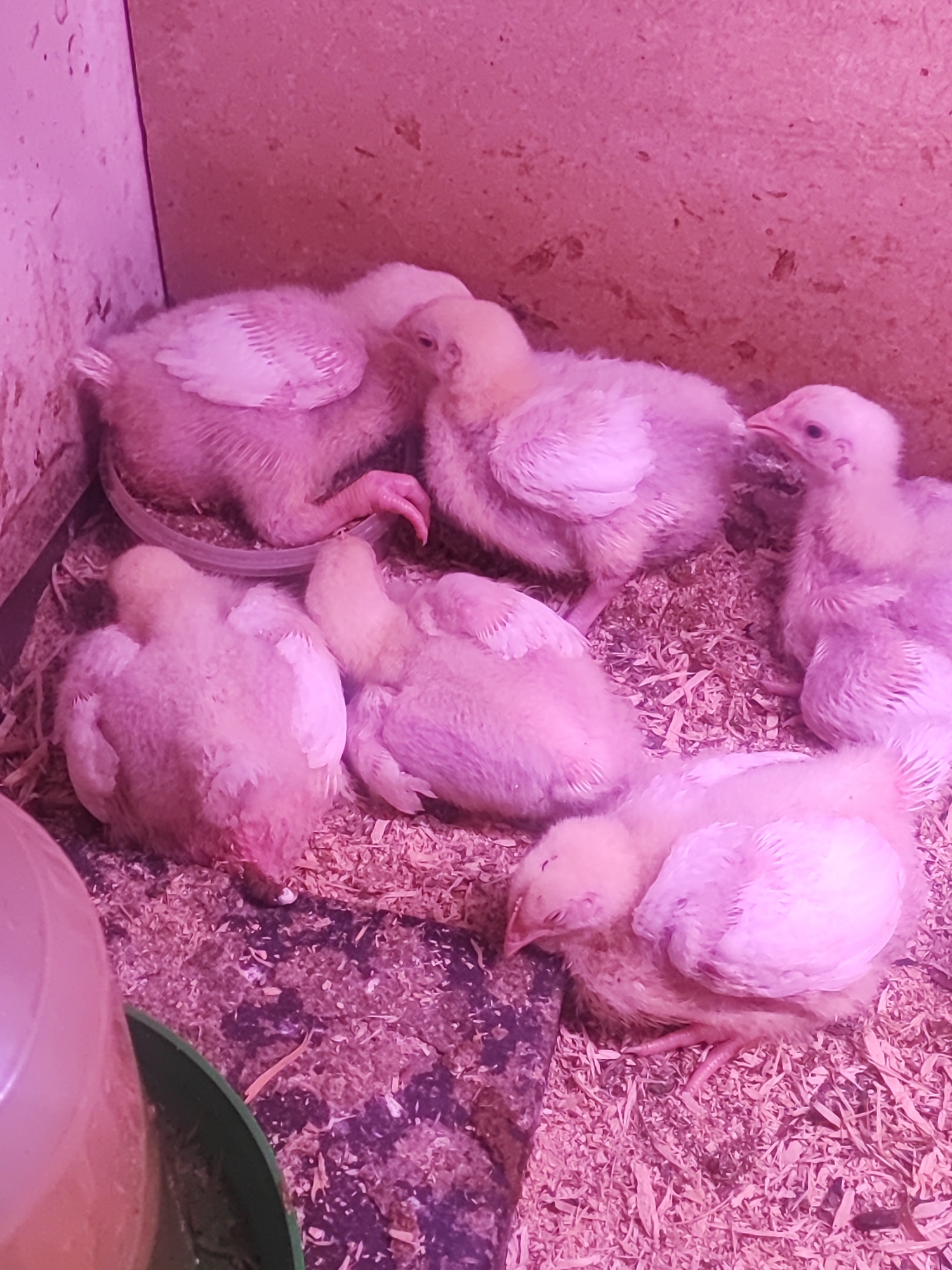 This media file shows a group of six young chickens, likely chicks, huddled together in a coop. The chicks are fluffy and light yellow, with some appearing to have white wing feathers. They are resting on a bed of wood shavings. The lighting in the coop is a distinct pinkish-purple hue, possibly from a heat lamp or specific lighting used for raising poultry.
The chicks are mostly still, with some appearing to be asleep or resting. One chick in the foreground is lying on its side with its eyes closed, while others are nestled against each other for warmth and comfort. Another chick, slightly more alert, is visible in the middle right of the frame, looking towards the viewer. The scene is intimate and peaceful, suggesting a safe and nurturing environment for the young birds.
The coop appears to be made of wood, with visible grain and texture on the walls. A green plastic waterer is partially visible in the lower left corner of the image. The overall impression is one of a domestic farm setting, likely in Соколово, Russia, where young chickens are being raised. There is no visible text in the image. The time of day and weather are not discernible from the media file.