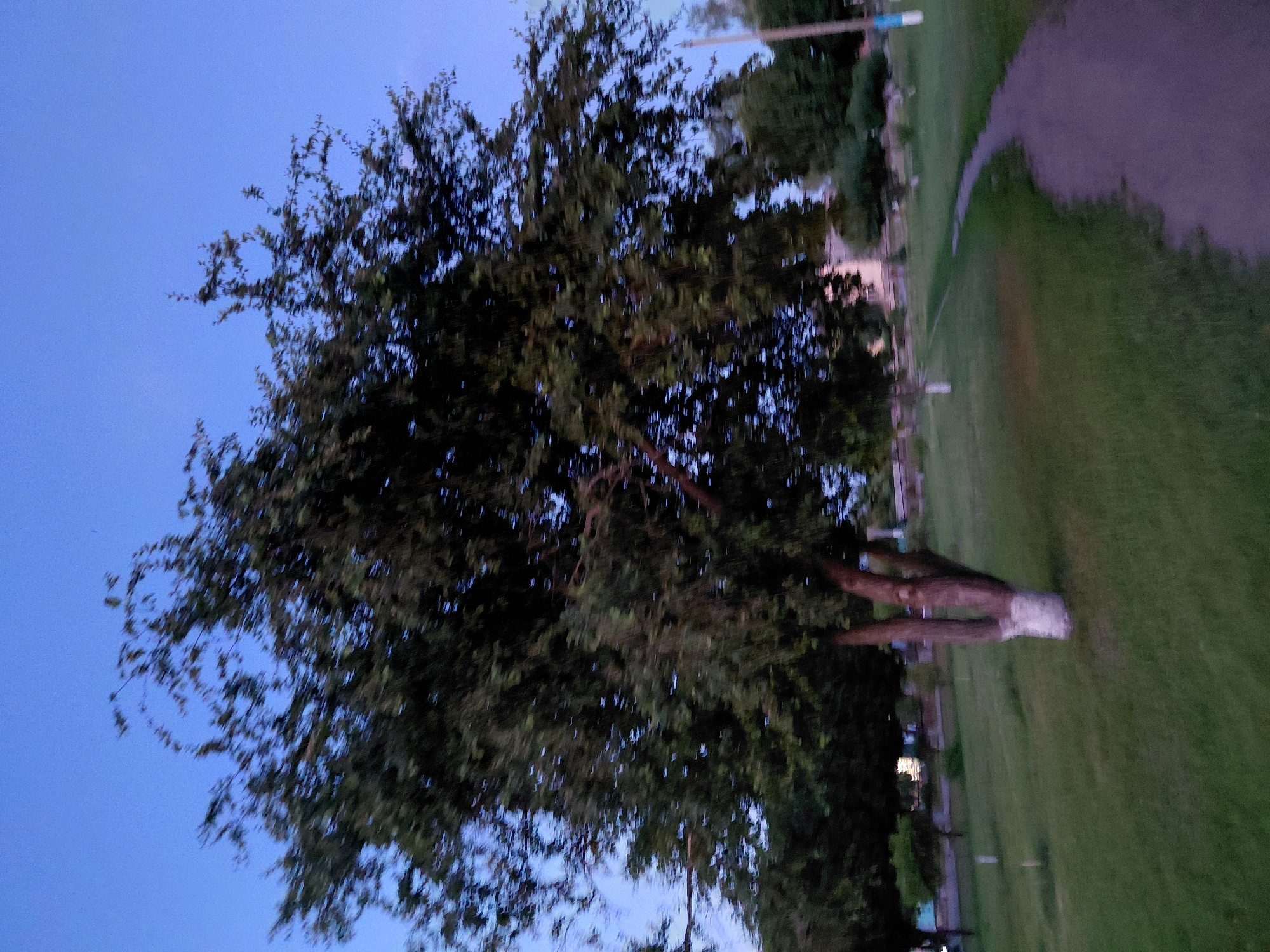 The image depicts an outdoor scene at dusk, possibly in the village of Ustyvytsia, Ukraine. A large, leafy tree with a whitewashed base stands prominently in the foreground, its branches and foliage blurred due to motion. A curved dirt path winds through a grassy area to the right of the tree. In the background, there are more trees, hints of buildings, and utility poles, one with blue and white markings. The sky is a clear, deep blue, indicative of twilight. The overall impression is one of a tranquil, rural evening setting.