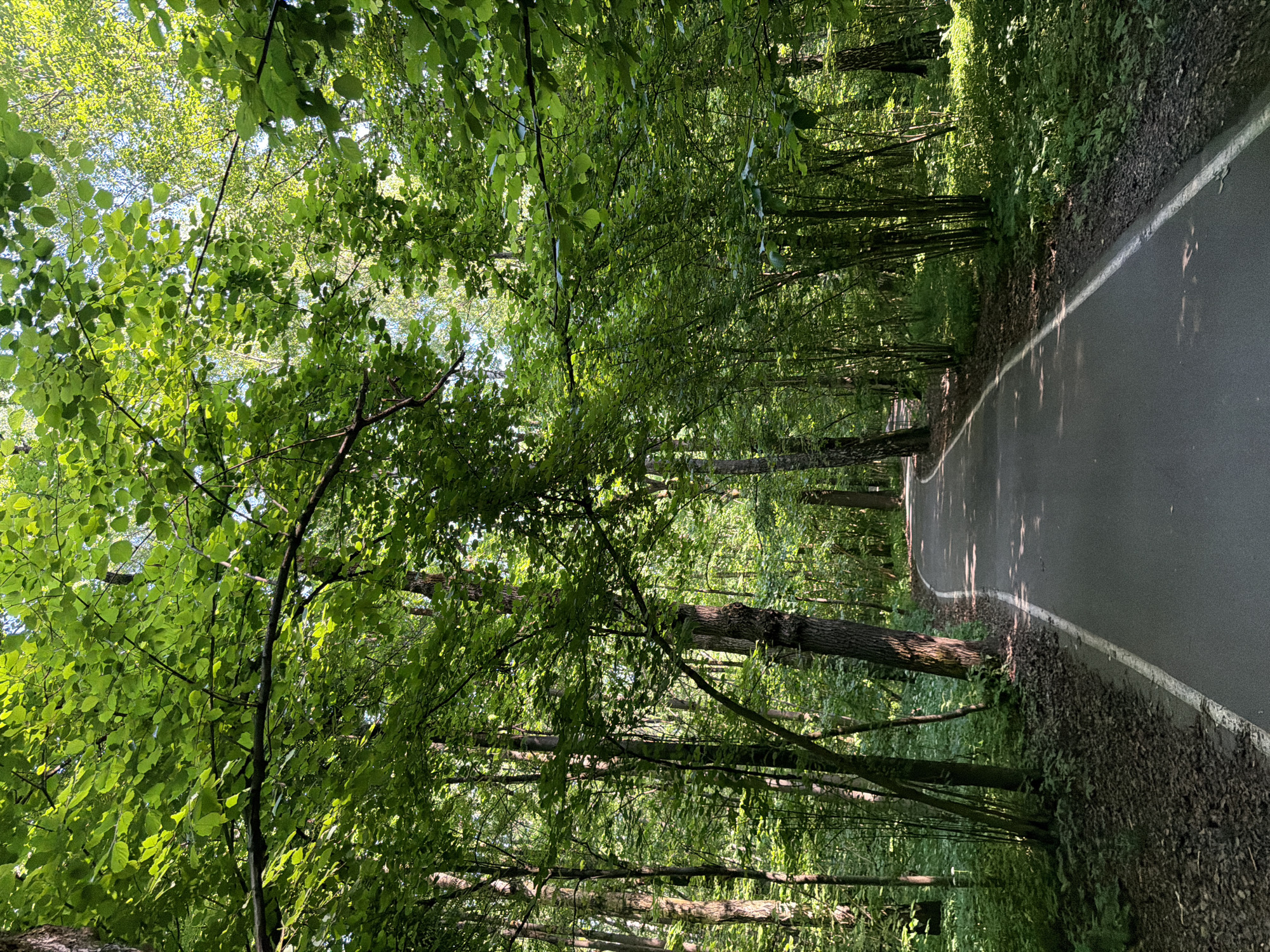 A paved, winding path curves through a sun-dappled forest. The path has a white line marking its edge. Lush green trees with dense foliage form a canopy overhead, casting dappled shadows on the path and the forest floor. The forest floor is covered with dry leaves and undergrowth. The scene appears tranquil and is likely a park or recreational area within Moscow, Russia, given the prevalence of such green spaces in the city. There are no people or animals visible in the image.