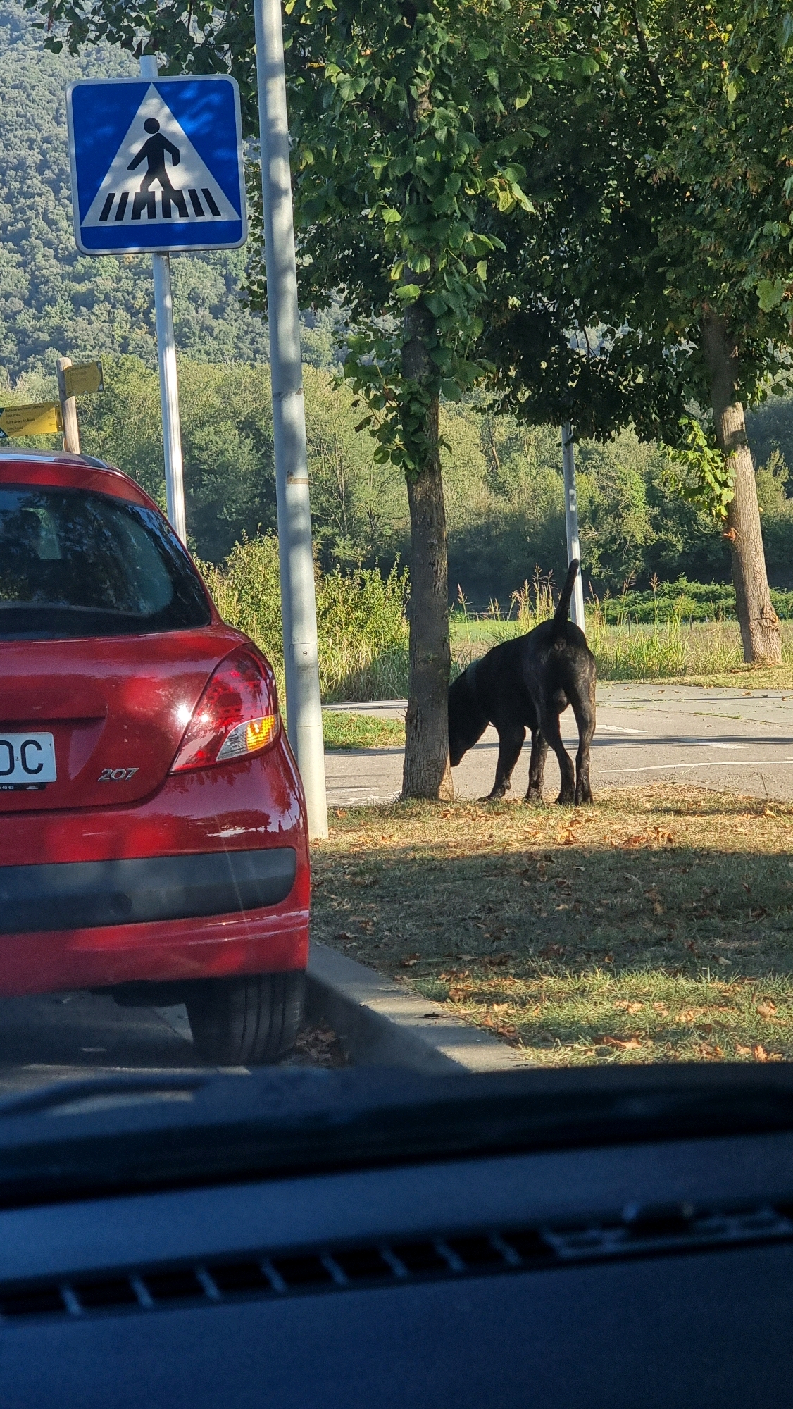 The image depicts a scene on a street in Sant Joan Les Fonts, Spain. In the foreground, the rear of a red Peugeot 207 is visible, parked next to a curb. To the right of the car, a large black dog is sniffing the base of a tree. Behind the dog and tree, a paved road is present, with a grassy verge and more trees in the background. A pedestrian crossing sign is posted on a pole to the left of the scene, featuring a blue square with a white triangle and a silhouette of a person walking. The sun is shining, casting shadows on the ground, suggesting it is daytime. The environment appears to be a semi-rural or suburban area with abundant greenery and hills in the distance.