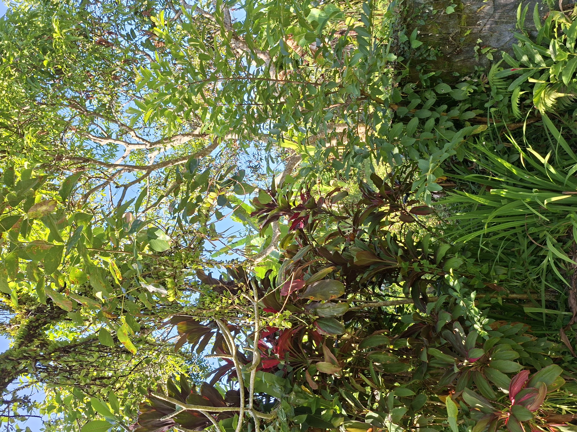 The image depicts a verdant scene in Ubud District, Indonesia, showcasing a dense array of vegetation. The view is angled upwards, capturing a section of the sky interspersed with tree branches and leaves. The foliage includes various shades of green, ranging from bright, sunlit leaves to darker, shaded areas. There are also plants with red and maroon tinges in their leaves, adding color variation to the landscape. Grasses and vines contribute to the dense undergrowth. A stone or concrete structure, partially covered in vines, can be seen in the background.