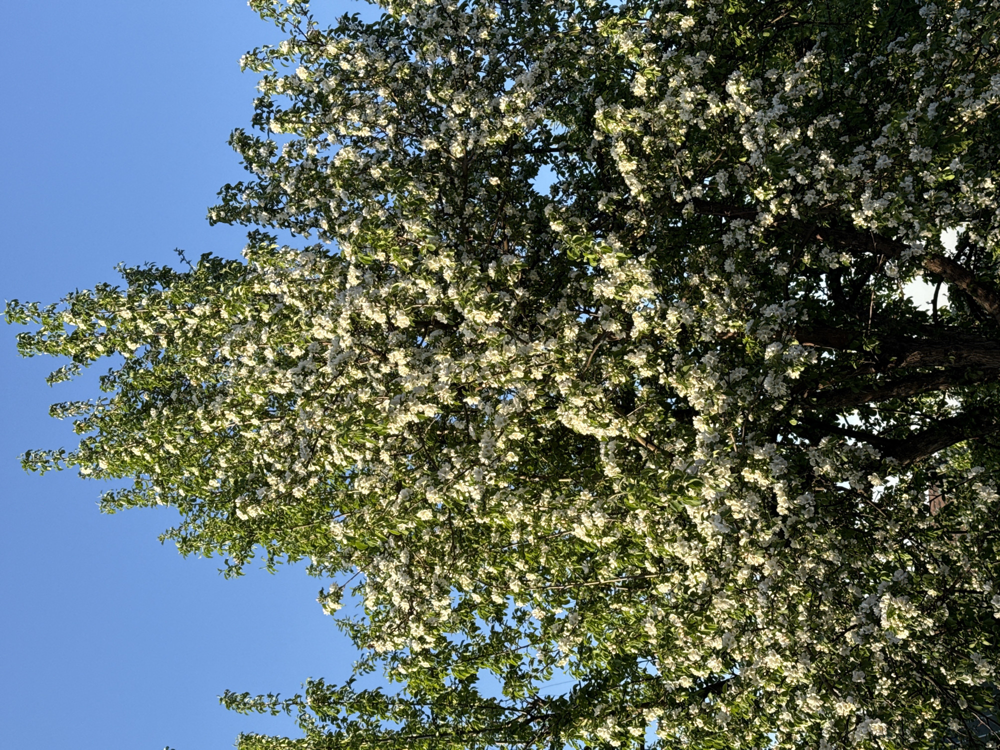 The image displays a vibrant, blooming tree set against a clear blue sky, suggesting an outdoor scene in spring or early summer. The tree occupies the majority of the frame, with its canopy filled with an abundance of small, white or very light-colored blossoms. These flowers are densely clustered, giving the tree a full and lush appearance. Interspersed among the blossoms are numerous fresh green leaves, indicating new growth.
Through the foliage, especially in the central and lower-right sections, darker, textured branches of the tree are visible. The sky, visible mostly towards the upper left and in smaller patches through the leaves, is a brilliant, cloudless blue, indicating fine weather. The lighting is bright and natural, suggesting daytime, likely morning or afternoon, with sunlight dappling through the leaves and illuminating the white blossoms. There are no people or specific objects discernible, and no activity is taking place within the frame other than the natural blooming of the tree. No visible text is present. This scene, observed in Minino Stantsiya, Russia, conveys a sense of natural beauty and renewal.