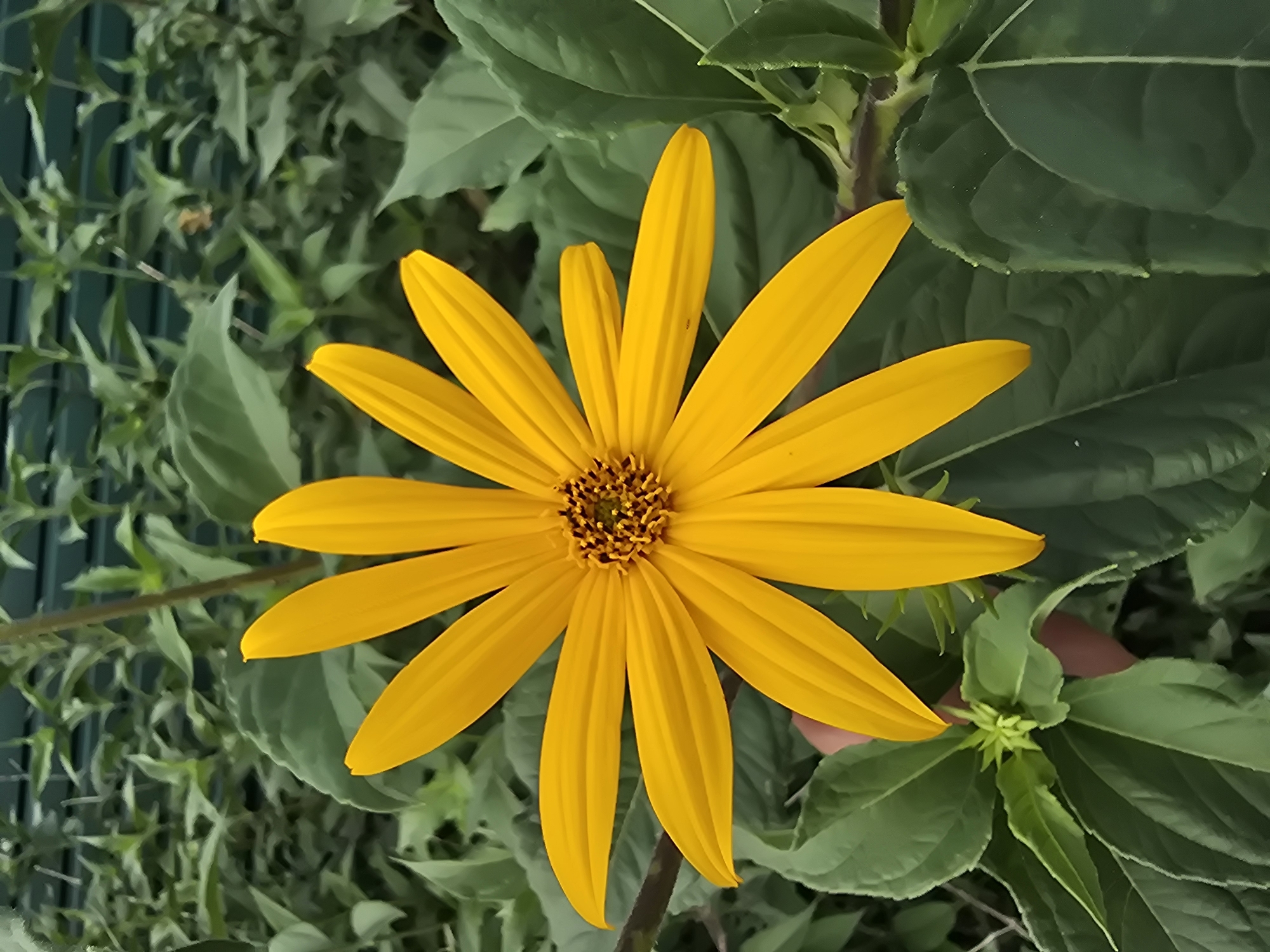 A close-up, eye-level, vertical shot captures a vibrant yellow flower with multiple ray florets surrounding a dark center. The flower is positioned slightly off-center to the right, with its petals extending outwards. Lush green foliage fills the background, creating a natural, outdoor setting. A blurred human hand is visible in the lower left corner, gently supporting some of the plant's leaves, suggesting interaction with the flora. The scene appears to be in a garden or natural area within the city of Vyshneve, Ukraine, judging by the context provided.
