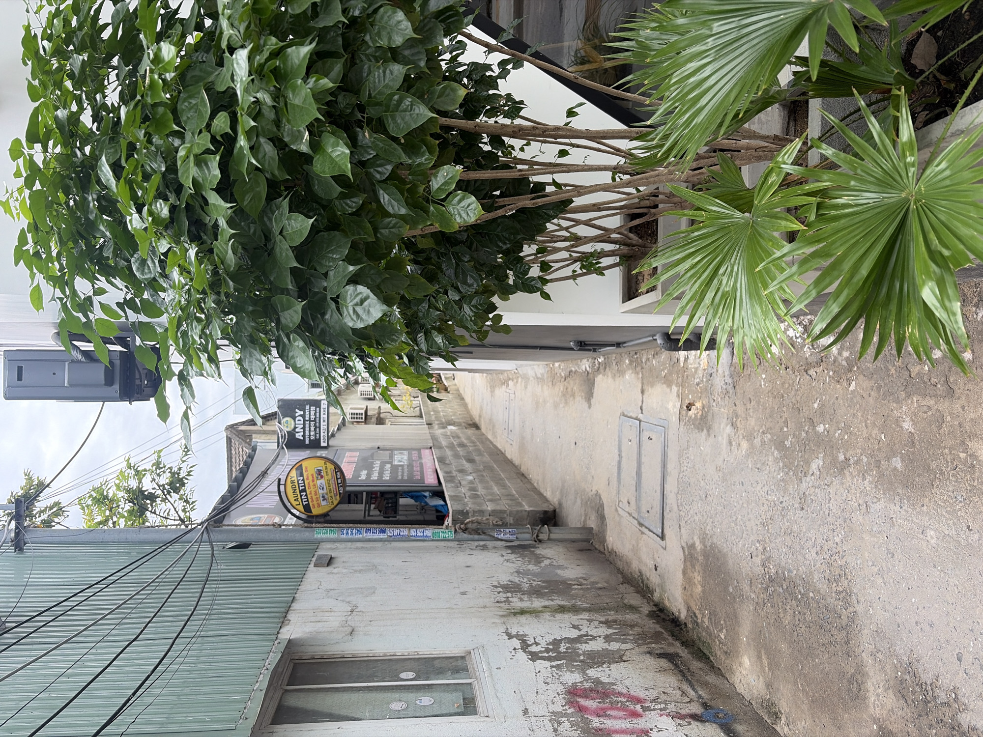 A narrow alleyway in Da Nang, Vietnam, runs between two buildings. On the left is a weathered concrete building with a window and graffiti. On the right, a modern white building with large windows is partially obscured by lush green foliage. A tall, bushy plant with many branches and large leaves stands prominently in a planter on the right, with spiky palm fronds in the foreground. Several power lines are visible overhead, strung between poles and buildings. Two circular yellow signs hang on the wall of the building on the left, advertising a laundry service and a rental business. The ground of the alley is paved with concrete and shows signs of wear and tear, with two metal grates set into the surface. The sky is overcast.