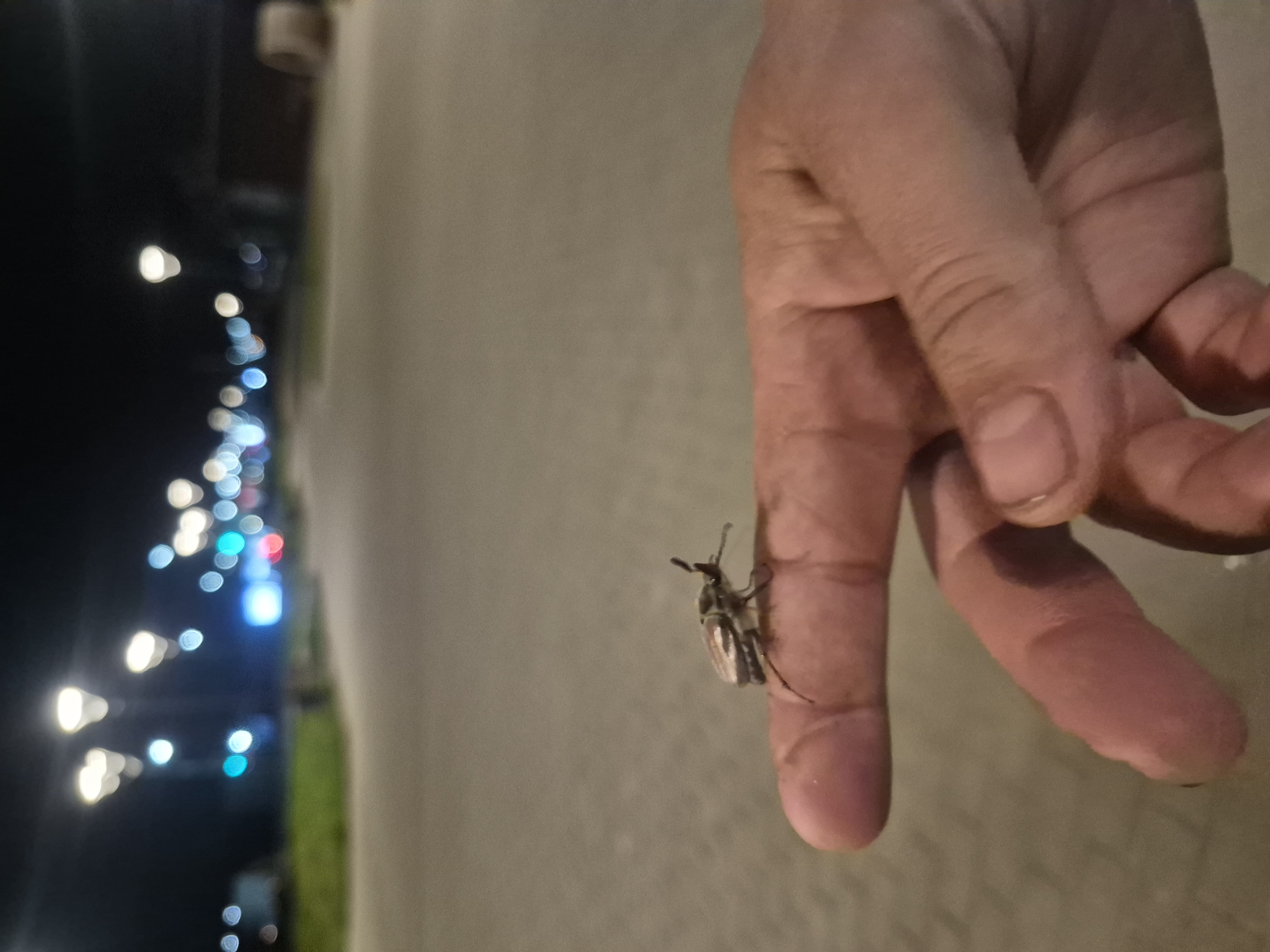 A close-up, horizontally-oriented photograph shows a human hand with a beetle clinging to its ring finger. The hand is slightly out of focus and its skin appears pinkish under the lighting conditions. A beetle of mottled brown and grey colors clings to the finger. In the background, blurred lights suggest a city environment. The dark sky and the pattern of lights suggests that the photo was taken at night. Based on information provided, the photograph was taken in the city of Chaikovsky, Russia. The environment includes city lights.