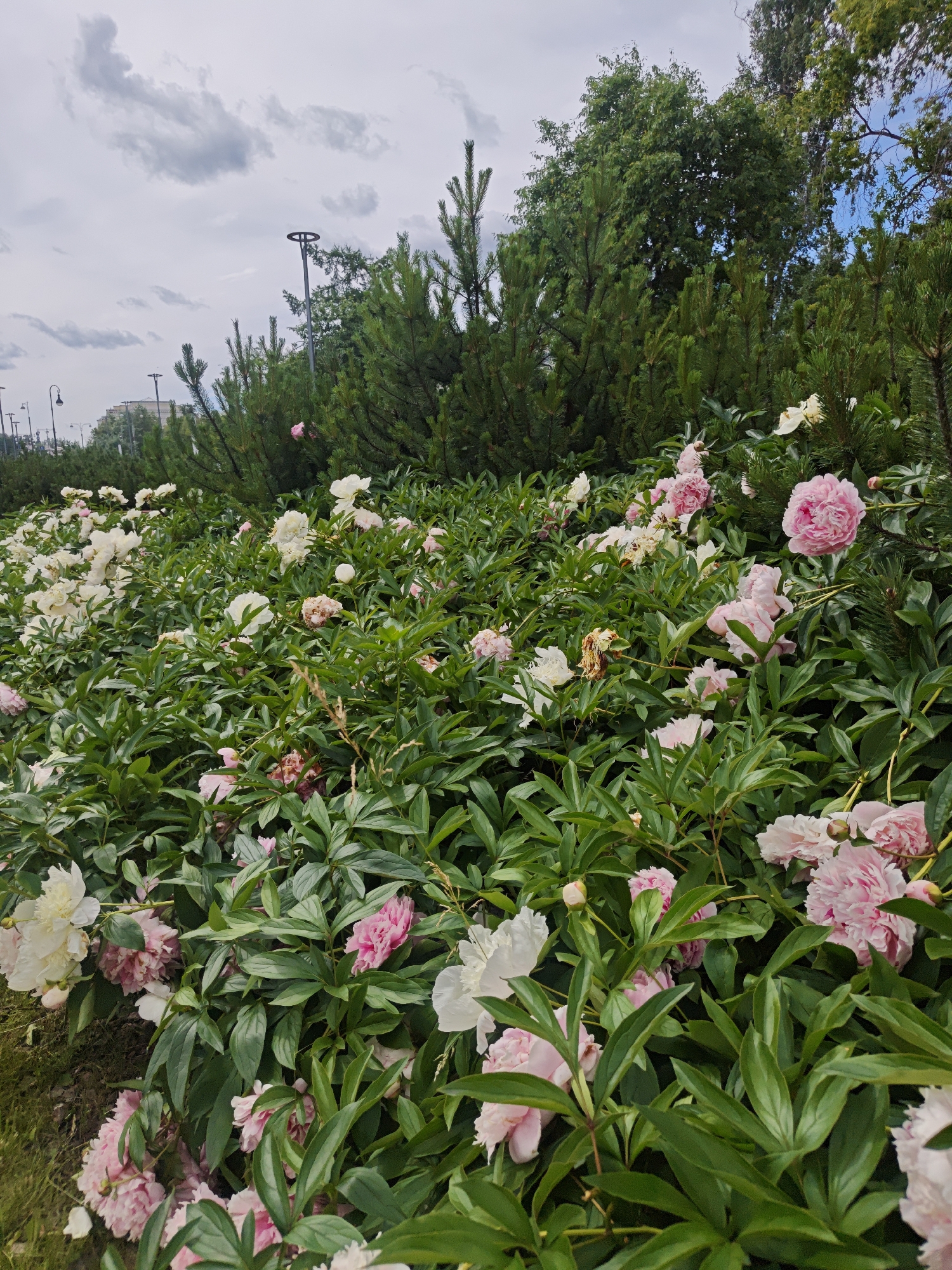 This is a medium shot, taken outdoors in Yekaterinburg, Russia. The image depicts a dense bed of peonies with abundant green foliage. The peonies are a mix of white and pink, with some flowers fully bloomed and others in bud. In the background, there are tall evergreen trees and a few lamp posts visible, suggesting an urban park or garden setting. The sky is overcast with some clouds. There are no people or animals present in the image.