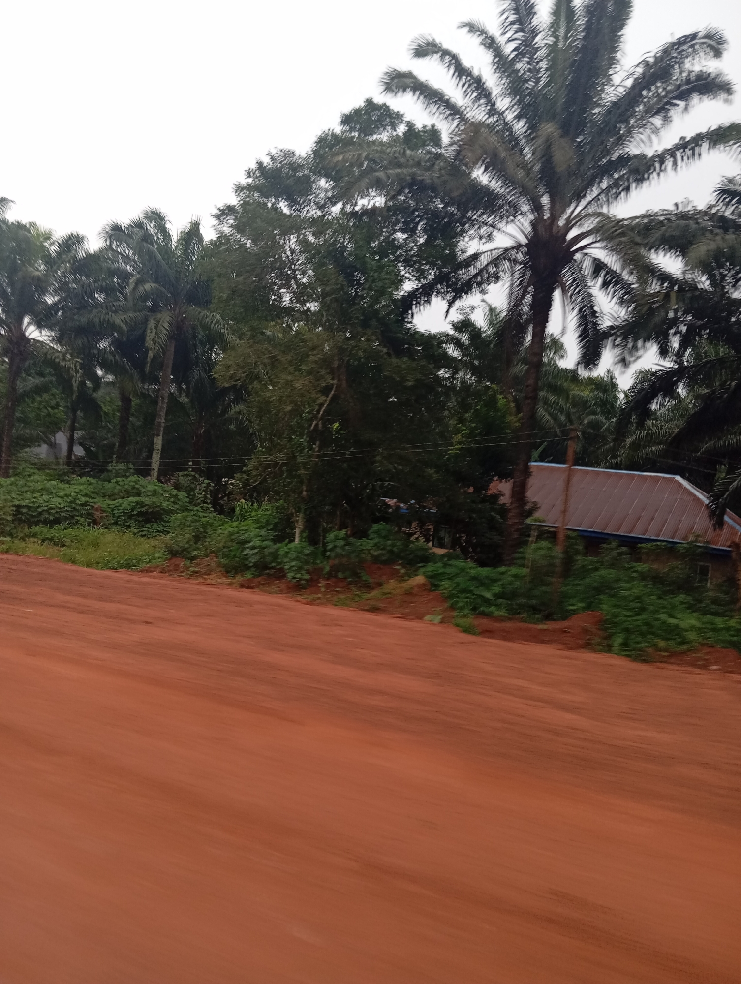 The image depicts a rural scene in Nsukka, Nigeria, characterized by a reddish-brown dirt road in the foreground, which occupies the lower half of the frame and is blurred due to motion. Beyond the road, the landscape transitions to lush greenery, dense with various trees and thick vegetation. Dominating the middle ground and background are numerous palm trees, their fronds reaching towards a pale, overcast sky. Interspersed with the palm trees are other types of trees with darker foliage. Towards the right side of the image, partially obscured by the trees, is a single-story building with a corrugated metal roof. The overall impression is one of a tropical, possibly humid, environment, with the road suggesting a location outside of a developed urban area within Nsukka. There are no people or animals visible in the scene.