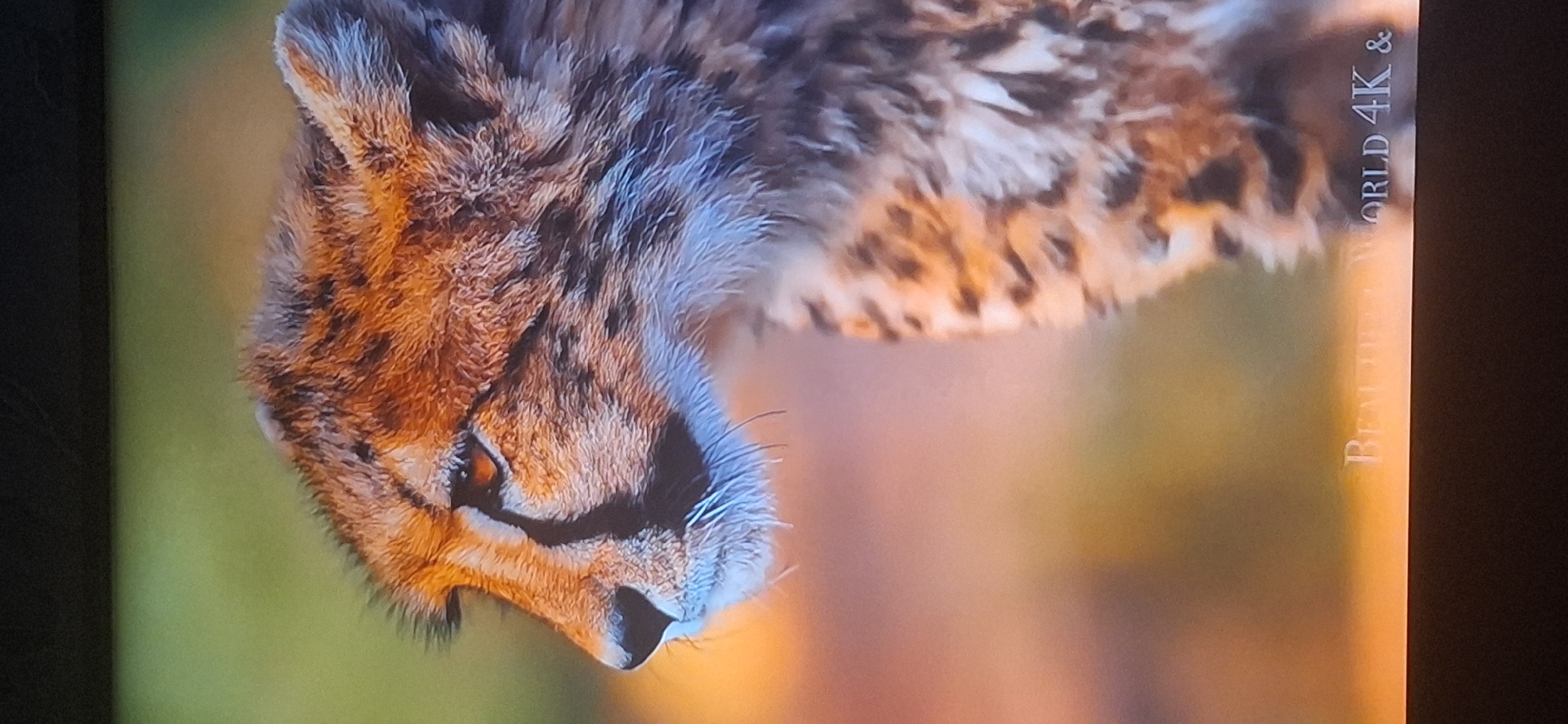 The image shows a close-up profile of a cheetah's head and upper body. The cheetah has distinctive tear marks running from its eyes to its mouth. Its fur is a mix of tan, black, and white, with a pattern of spots. The background is softly blurred, with warm tones of orange and yellow, and a hint of green. At the bottom of the image, partially obscured by a dark horizontal bar, text is visible. The visible words are "ORLD 4K &". The image does not depict any elements or provide any information that can be used to determine its location in Bila Tserkva, Ukraine.