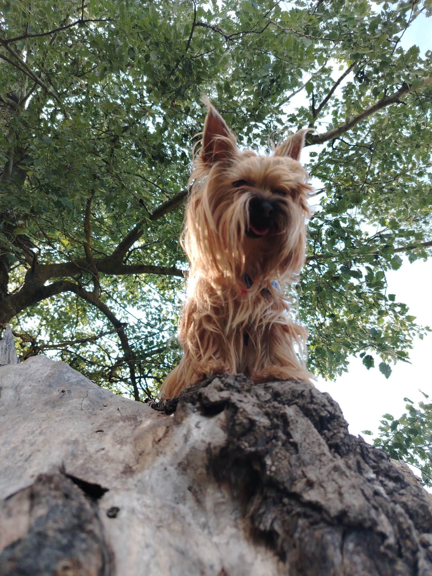 A low-angle shot shows a small, fluffy, tan-colored dog sitting on a large, weathered, grey rock formation. The dog is facing the camera, with its tongue slightly out, and appears to be looking upwards. Its fur is long and shaggy, with some strands catching the sunlight. Behind the dog, a dense canopy of green leaves from a tree forms a natural backdrop. The sky is visible through the leaves as a bright white, suggesting it's daytime. The rock is rough and textured, with visible cracks and weathered surfaces. The bottom of the image is dominated by the foreground rock, which is out of focus and appears larger and closer to the viewer. There are no discernible buildings or other elements that would place this scene in Fyodorovskaya, Russia.