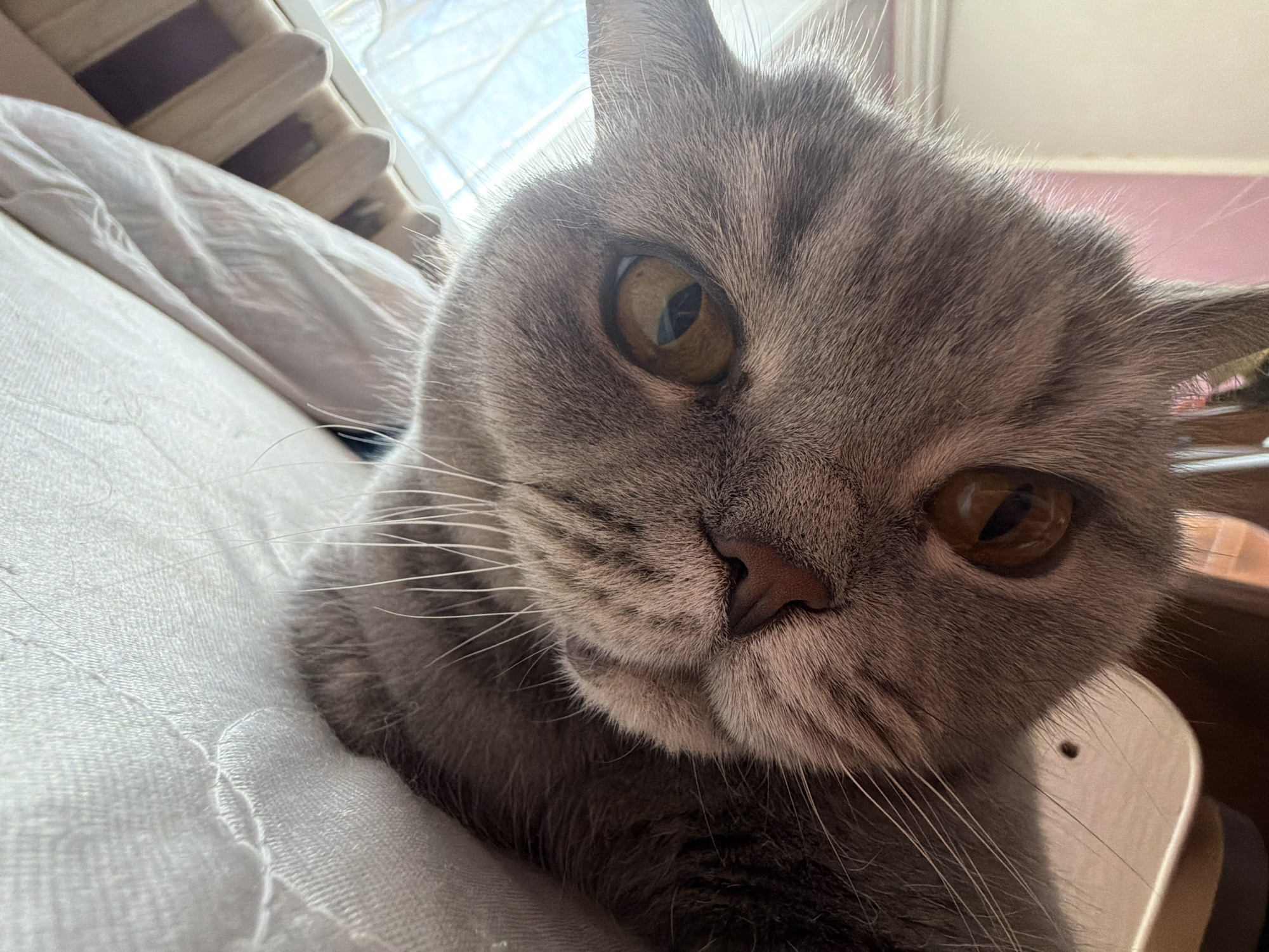 A close-up, low-angle photograph captures the face of a grey domestic cat, likely a British Shorthair, looking directly at the viewer with an intense and curious expression. The cat's striking amber-gold eyes are prominent, particularly its right eye (viewer's left), which is slightly larger in the frame due to the angle. Its short, dense grey fur, a pinkish nose, and numerous long, white whiskers are clearly visible.
The cat appears to be resting or lying on soft, white bedding or fabric, which fills the foreground and extends into the blurred background. Bright natural light illuminates the scene, suggesting daytime hours, and comes from a window or light source in the upper left background, creating a soft glow and subtle highlights on the cat's fur. In the softly blurred background, glimpses of a light-colored wooden structure and hints of a light pink wall are discernible. A small, light-colored object, possibly a collar or part of an accessory, is visible near the cat's right cheek (viewer's left). The setting is an indoor home environment in Perm, Russia. No visible text is present.