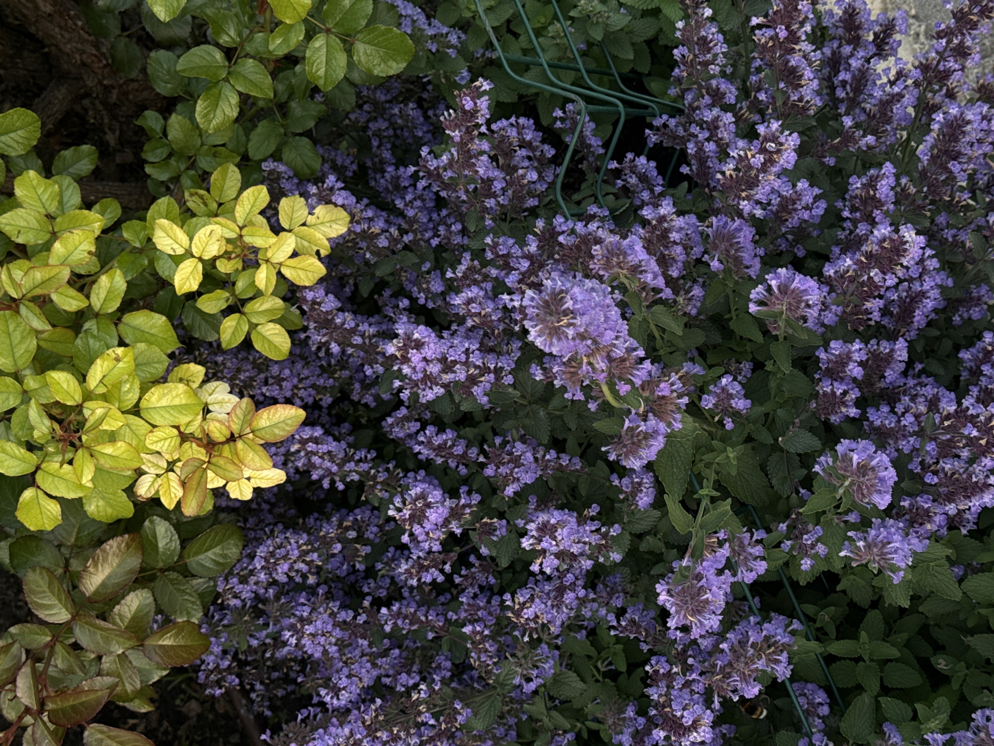 This image captures a vibrant close-up of a garden scene, likely in Kyiv, Ukraine, viewed from an overhead perspective. The frame is dominated by lush foliage and blooming flowers, divided into two main sections by different plant types.
On the left side, a plant with varied green and yellowish-green leaves is visible. The leaves range from a bright, almost lime green, particularly in the upper and middle sections, to a darker, richer green. Some leaves closer to the bottom exhibit reddish-brown tones. A thick, woody stem or trunk is partially visible behind these leaves, suggesting a mature shrub or tree.
The right two-thirds of the image are filled with a dense mass of purple or lavender flowers, belonging to a plant that strongly resembles catmint (Nepeta). These small, clustered blooms are abundant, covering much of the plant's dark green foliage. The flowers appear in various stages, with some clusters having a more defined, spiky appearance. A partially obscured green wire support structure or trellis is interlaced within the flowering plant, providing structure. In the lower right corner of this flowering plant, a bumblebee is actively foraging among the blossoms, its furry body visible against the purple flowers.
The overall impression is one of natural beauty and an active garden ecosystem. The lighting suggests it is daytime, casting even light over the scene without harsh shadows. No text is visible in the image.