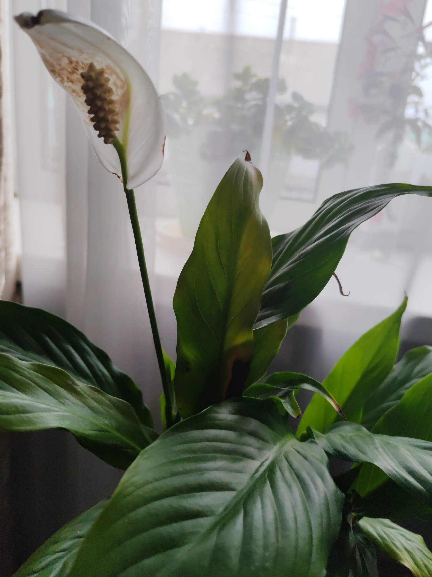 The image shows a close-up of a peace lily plant with a white spathe and spadix. The plant has large, glossy green leaves. One leaf in the upper right of the image appears to be yellowing and browning at the edges. The background is blurred, suggesting a shallow depth of field, and shows sheer white curtains, a window, and hints of other plants. The lighting appears to be natural, coming from the window, and suggests it might be daytime. The overall mood is calm and domestic. No text is visible. The location context is Molodegniy, Russia.