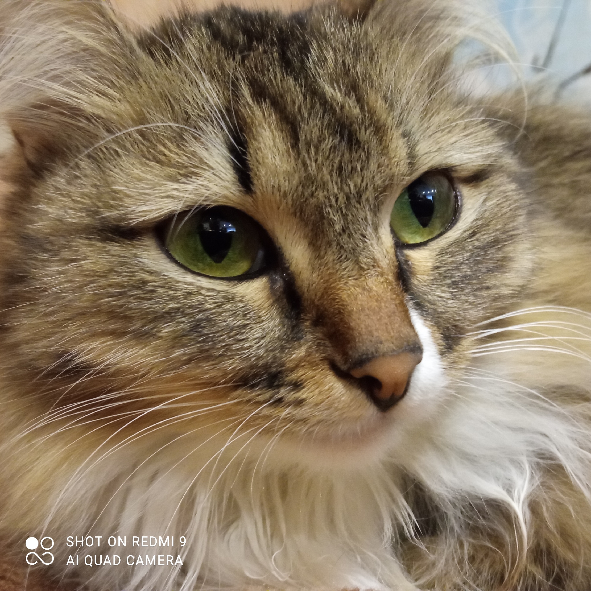 A close-up shot of a long-haired cat with green eyes and a brown tabby coat. The cat's face is the primary focus, showcasing its facial features in detail. The lower left corner of the image has text that says "SHOT ON REDMI 9 AI QUAD CAMERA." The location, Chaikovsky, Russia is unknown.