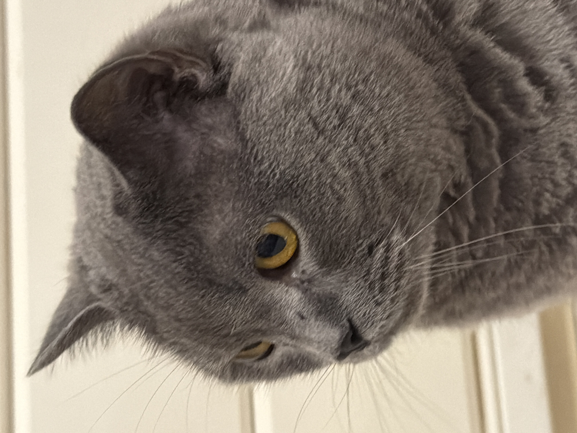 A close-up, side profile photograph shows the head of a gray British Shorthair cat. The cat's fur is short and dense, and its eyes are a striking yellow-orange. The background is out of focus and appears to be a cream-colored wall with horizontal lines. There are no discernible features that would indicate a location in Rome, Italy.