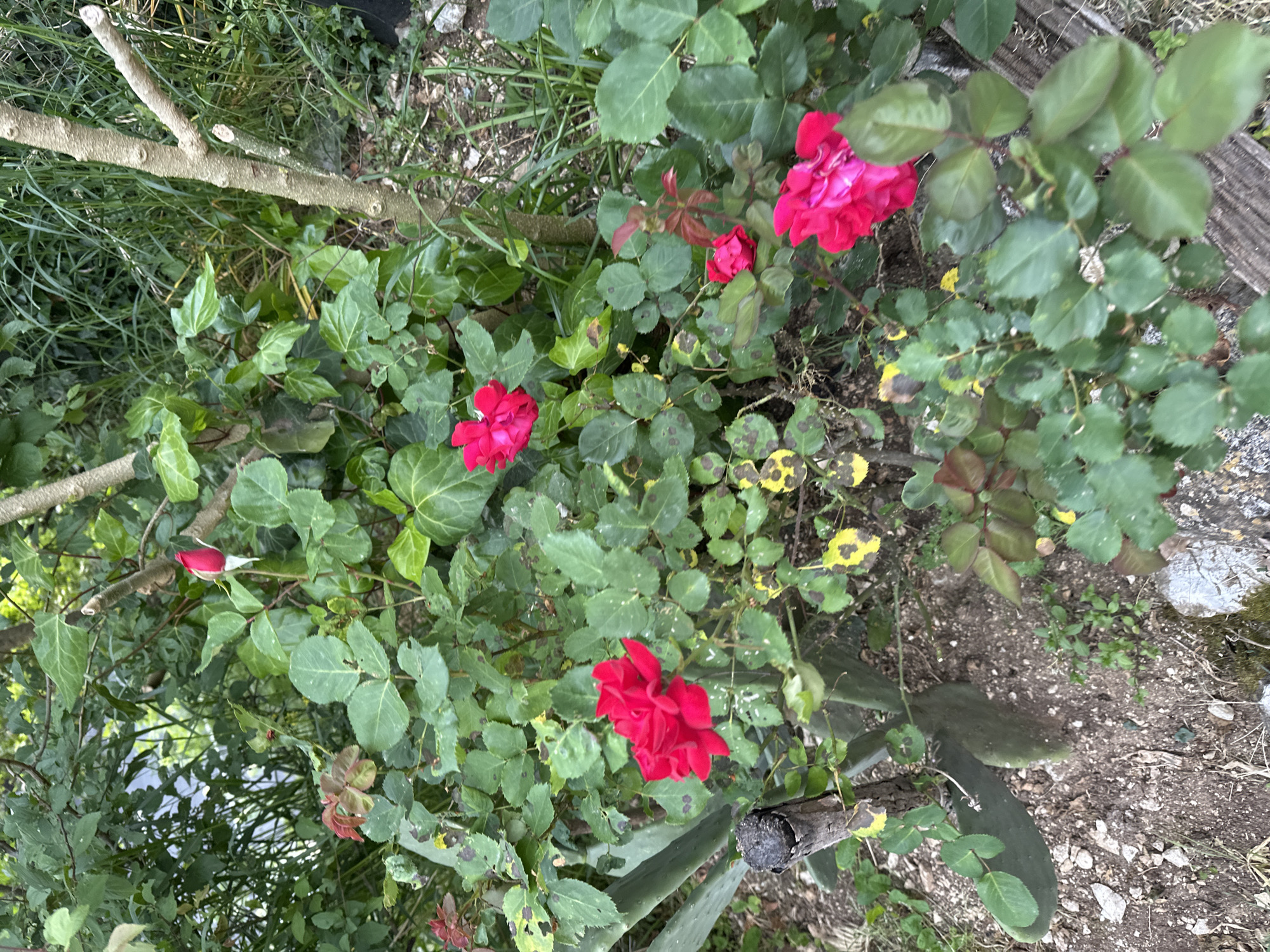 The image depicts a garden scene in Sesto Campano, Italy. In the center of the frame is a rose bush with several red blooms in various stages of opening. The rose bush is surrounded by other plants, including ivy and what appears to be a cactus. A small, broken branch lies across the foreground. The ground is visible between the plants and is covered in a mixture of soil and small rocks. The lighting is diffused, suggesting an overcast day.