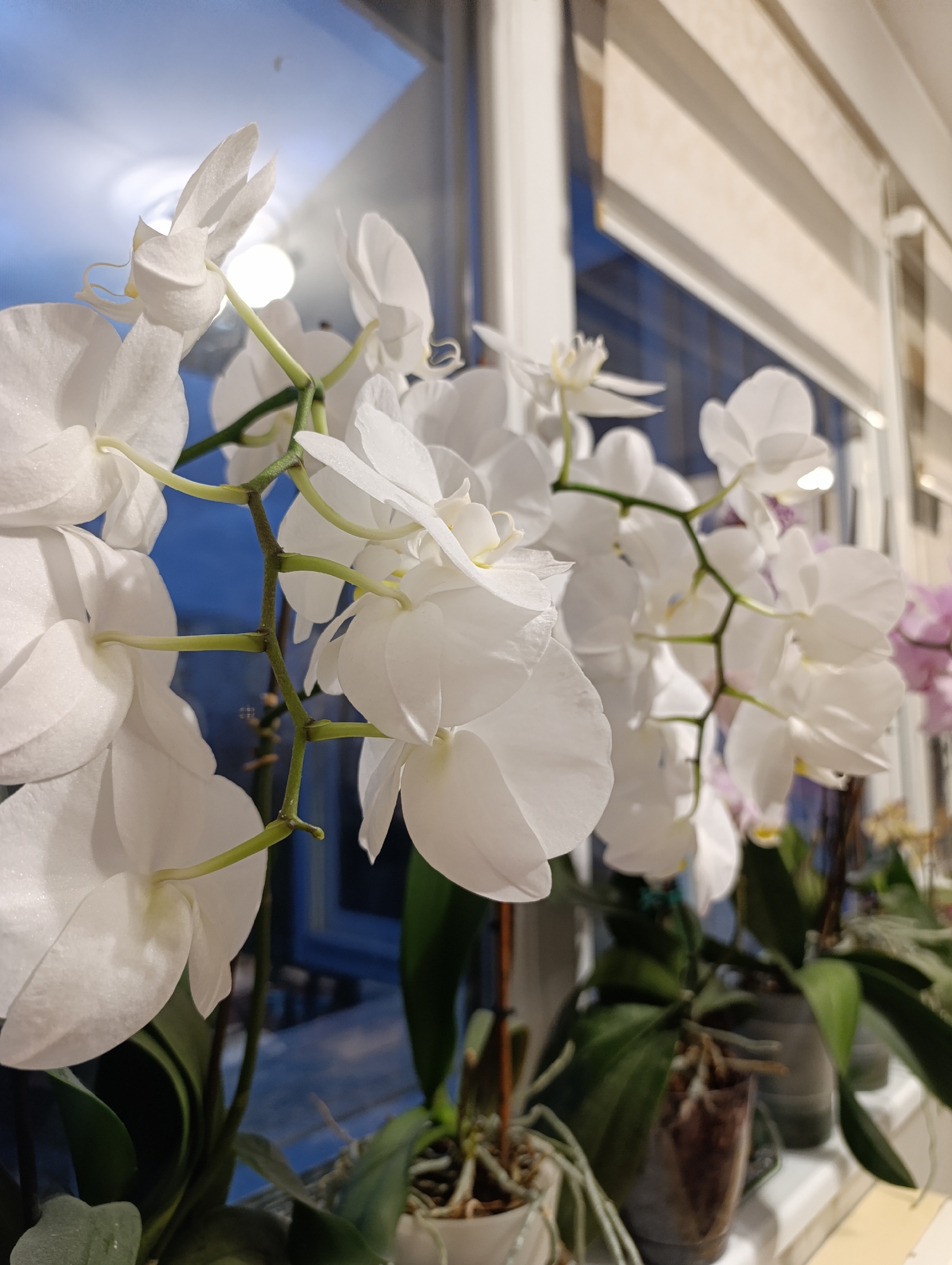 A close-up shot captures a collection of potted orchids on a windowsill. Predominantly white orchids dominate the frame, with delicate petals and green stems. A single pink orchid is visible in the background, partially obscured. The plants are housed in assorted pots arranged along the windowsill, with green leaves visible. The background consists of a window with a blurred view of what could be a city scene. The location in the city of Haskovo, Bulgaria, is not determinable from the image.