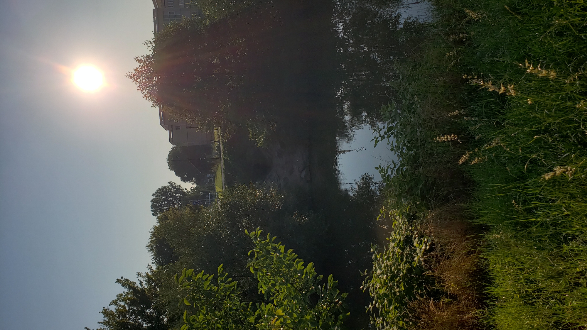 The image depicts a serene natural scene with a body of water reflecting the sky and surrounding vegetation. The sun is prominently visible in the upper right quadrant, casting a bright glare and sunbeams. Lush green trees and bushes line the banks of the water, with some dried grasses in the foreground. In the background, buildings, likely residential, can be observed through the trees, suggesting an urban or semi-urban environment. The overall impression is one of a peaceful day in a park or natural area within or on the outskirts of the city of Prešov, Slovakia.