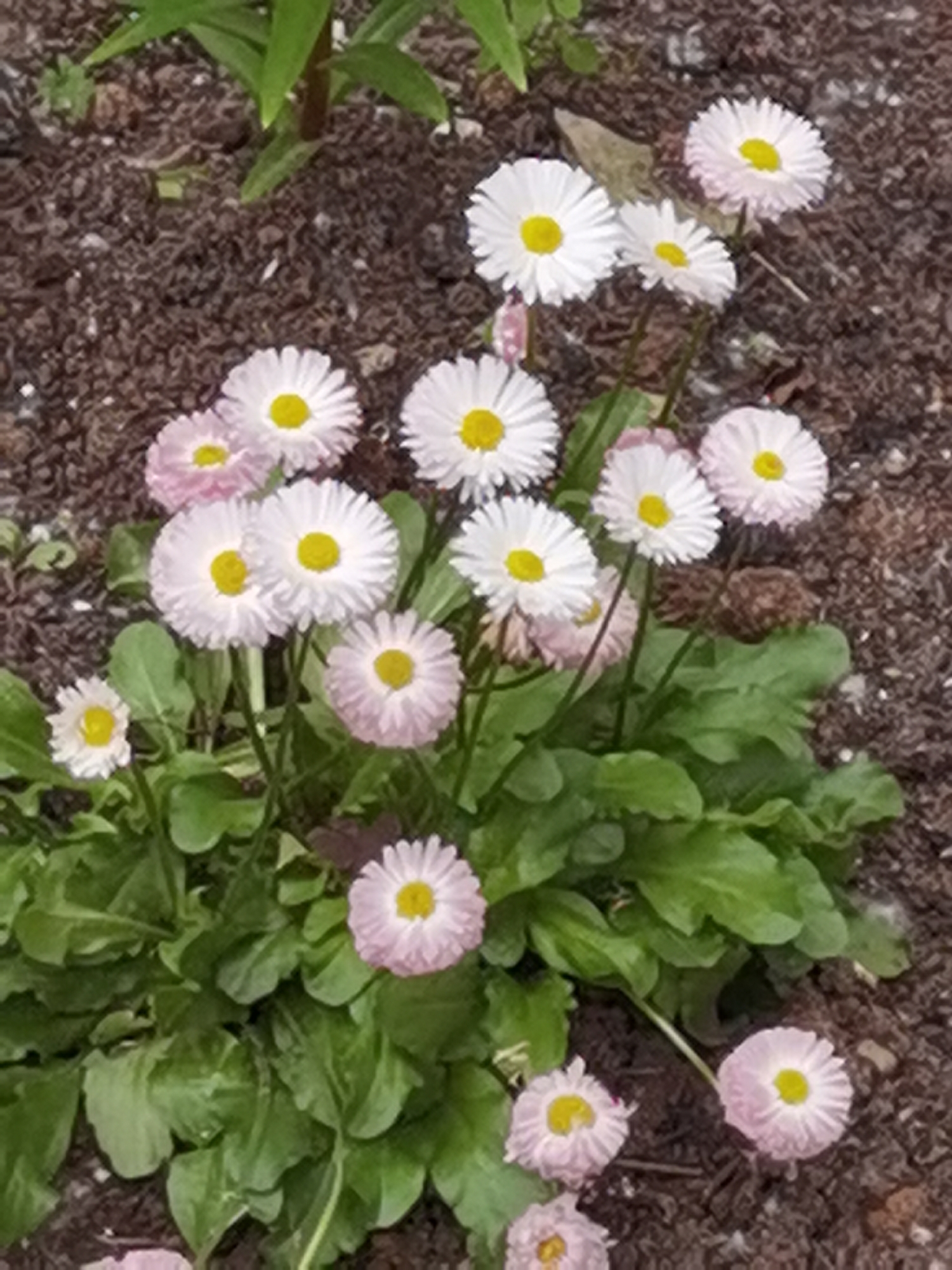A cluster of pink and white daisies with yellow centers grows in dark soil. The daisies are in various stages of bloom, with some fully open and others partially closed. Green leaves surround the flowers. The scene appears to be outdoors, likely in a garden or park. There are no people or animals visible in the image. The overall impression is one of natural beauty and tranquility. This image is not related to the city of Chaikovsky, Russia.