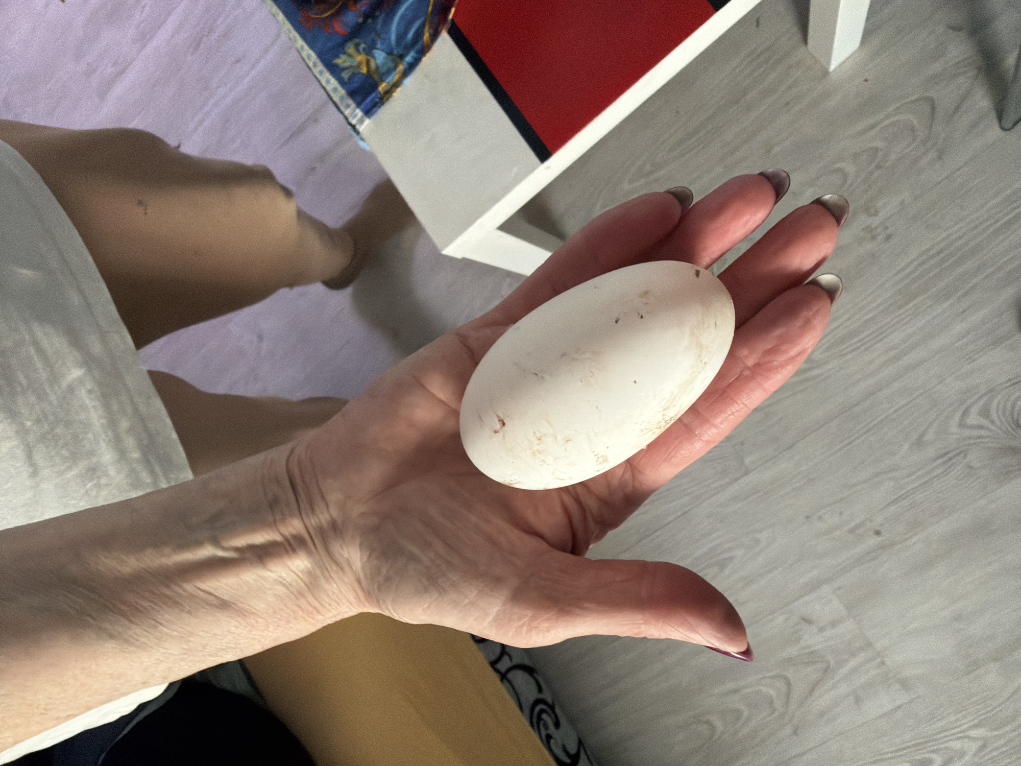 A pale-skinned hand with long, dark-polished nails holds a large, off-white egg. The egg is ovoid in shape and has some minor smudges on its surface. The hand rests against a background that includes a white and red-painted object and a gray, wood-patterned floor. Part of a leg and what appears to be white fabric are visible in the lower left portion of the image. The setting is undetermined. The location is Koshelevichi, Russia.