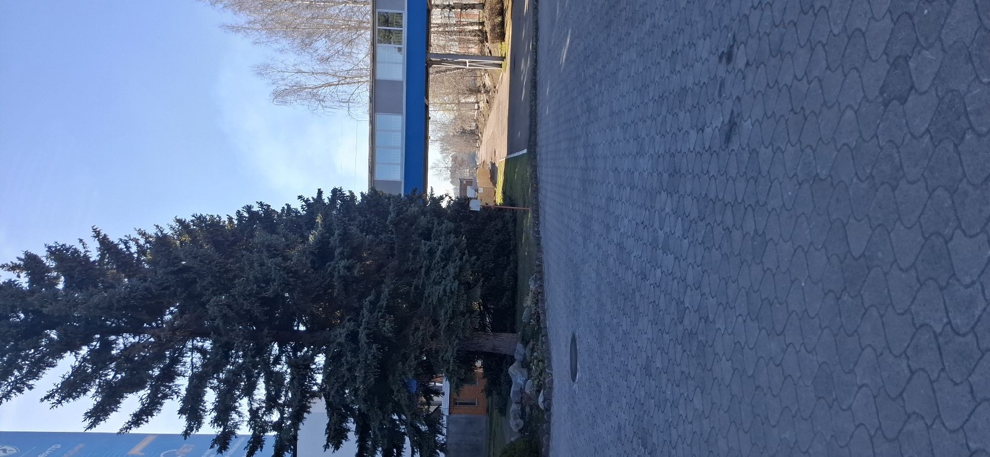 The image shows a street in what is likely Chaikovsky, Russia. A large evergreen tree dominates the left side of the frame. Behind the tree is a blue and grey walkway. To the right of the tree is a paved area. The sky is visible in the upper left corner. The photo appears to have been taken during the day. There are no people visible in the image.