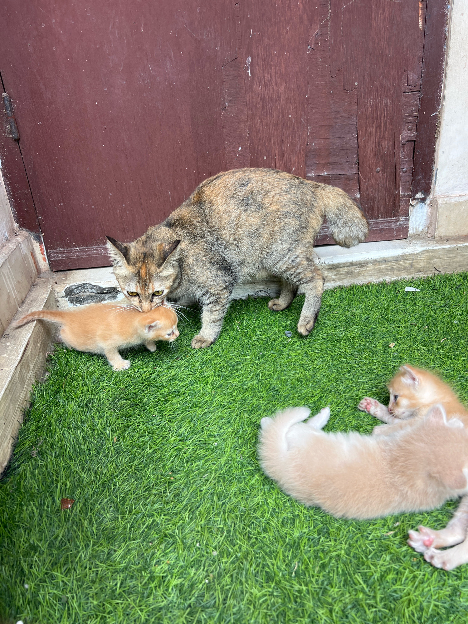 In Denpasar, Indonesia, a mother cat with a tabby and calico coat is interacting with her three kittens on a patch of artificial turf. The mother cat is nuzzling one of her ginger-colored kittens, who is standing. Two other kittens, also ginger, are lying on the turf. One kitten is on its back, stretching, while the other is on its side, appearing to play. Behind the cats is a dark brown, weathered wooden door with visible hinges and some damage. The ground is a bright green artificial grass.