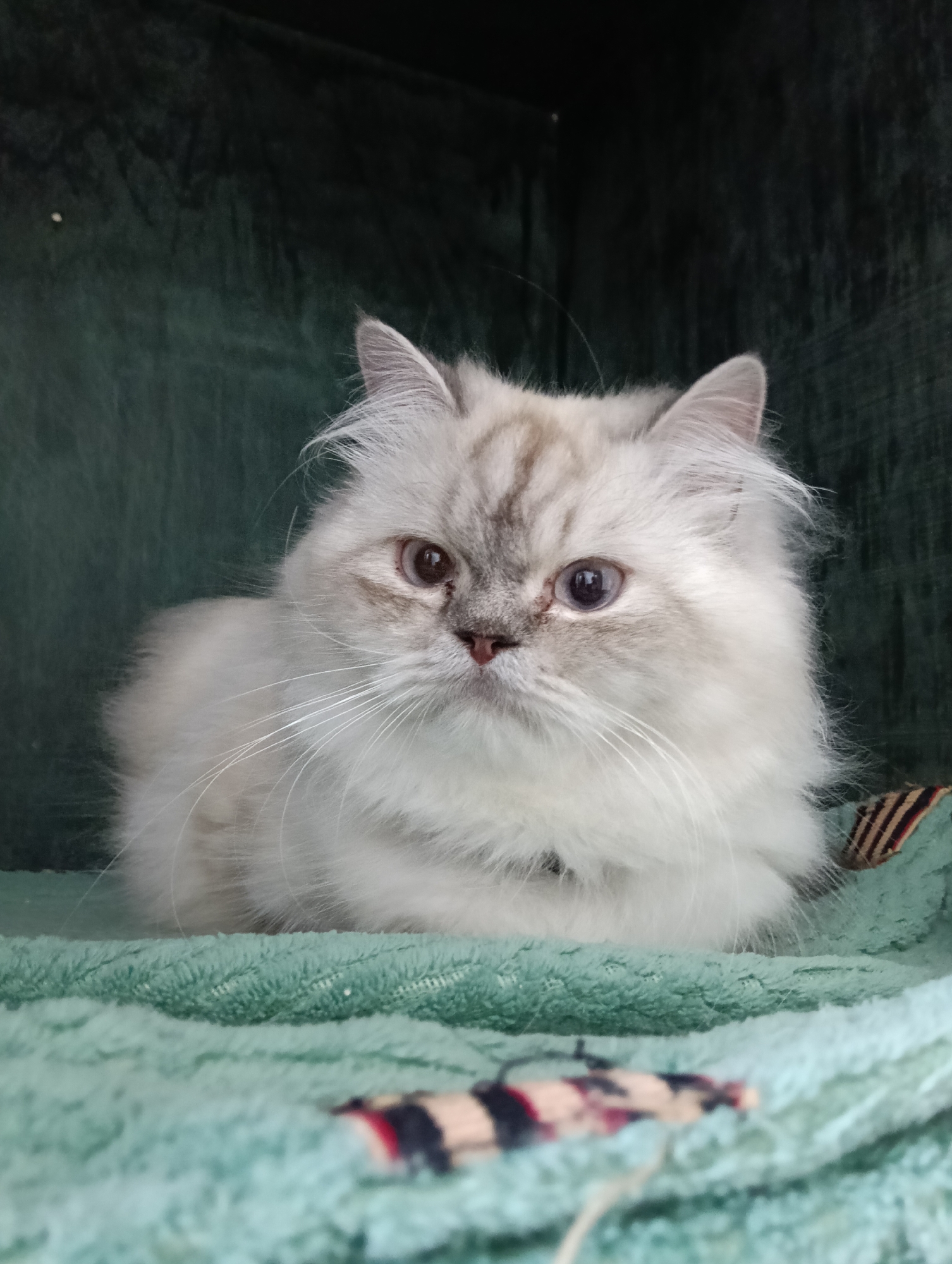 The scene, located in Nairobi, Kenya, features a long-haired domestic feline, specifically a colorpoint cat with predominant cream to white fur and distinct greyish-brown tabby markings on its face and ears. The cat is centered in the frame, facing directly towards the observer. Its eyes exhibit heterochromia; the right eye (viewer's left) presents a brown-amber coloration, while the left eye (viewer's right) is light blue or violet. Numerous long, white whiskers extend from its muzzle. The animal rests on a textured, light teal-green blanket or towel, which occupies the foreground. Partially visible on the right side of this fabric, in the lower foreground, is a small, striped object in red, black, and beige hues, consistent with a cat toy. The background consists of a uniformly dark green, textured fabric surface, suggesting an indoor, enclosed setting. No human subjects or discernible active interactions are present; the cat is observed in a static, contemplative posture.