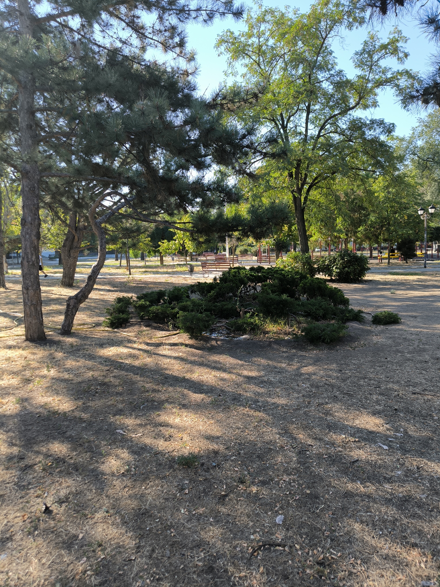 The image depicts a park scene, likely in Mykolaiv, Ukraine. In the foreground, two large trees with rough bark stand on dry, straw-colored grass. A low, dense shrub with dark green foliage is situated in the middle ground, casting a shadow. Beyond the shrub, a park pathway is visible, lined with benches. Further back, more trees with green foliage and a clear blue sky suggest it is a sunny day. The overall environment appears serene and natural.