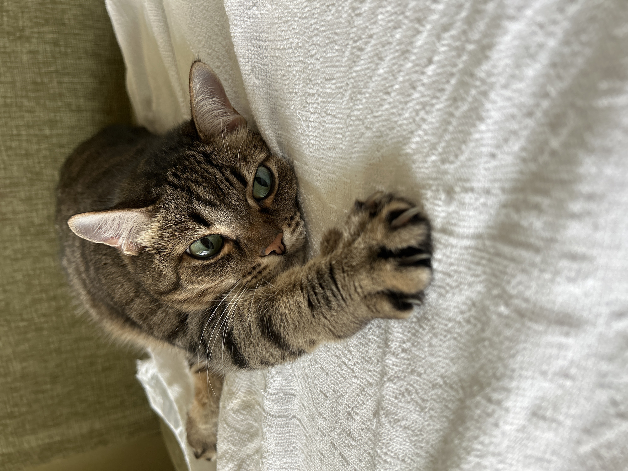 A tabby cat with green eyes is lying on a white textured surface, possibly a blanket. The cat is facing the camera with its body stretched out to the left. Its front paw is extended forward, with claws slightly visible. The background is a blurry green object, likely furniture, and a portion of a white textured surface. There are no people or identifiable landmarks in the image. The scene does not provide any information about the city of Moscow, Russia.