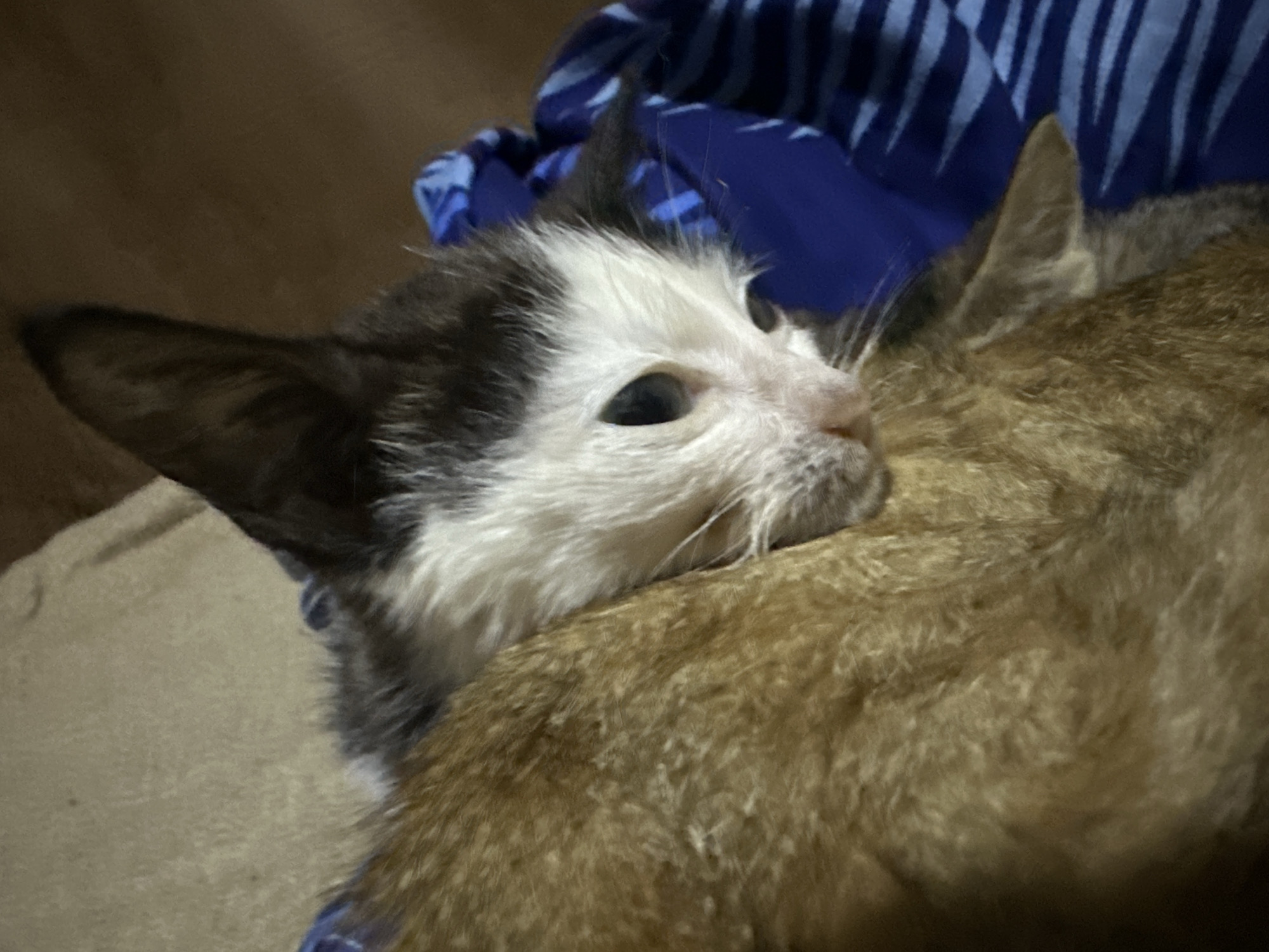 The image shows a close-up of two cats. One cat, likely a kitten, has black and white fur with prominent ears and is nestled against the other cat. The second cat has brown fur and its body fills a significant portion of the frame. A blue patterned fabric is visible behind the cats. The scene appears to be indoors, possibly in a home environment. The lighting is dim, suggesting it may be evening or the room is not well-lit. There is no identifiable information within the image to suggest a specific location in Jos, Nigeria.