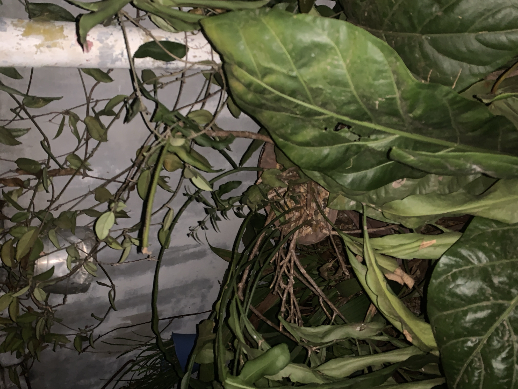The image shows a close-up of overgrown plants, possibly indoors. On the left side, there is a vine-like plant with small, oval leaves clinging to a painted white horizontal pipe. The right side of the image is dominated by large, shiny, green leaves of another plant. There appear to be exposed roots and stems intermingled with the leaves. The background is a blurry, light gray, possibly a wall. Location: Santa Ana, Venezuela is not apparent.