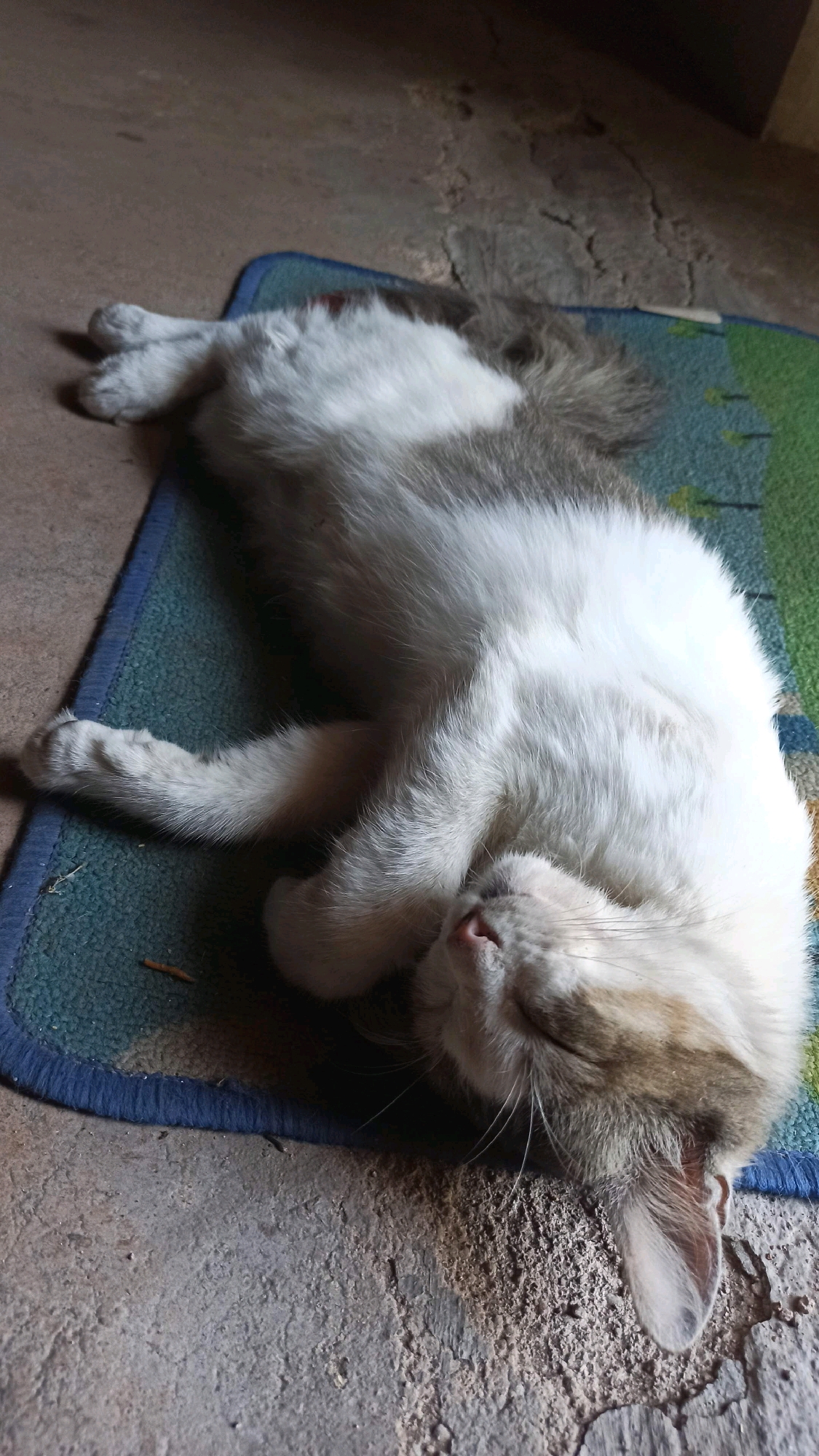 A long-haired cat with white and grey markings is sleeping on a blue rug with a green and yellow pattern, which is placed on a concrete floor. The cat is lying on its side with its head tucked in. The environment appears to be outdoors, with rough concrete and a wall or building visible in the background. The lighting suggests it is daytime. The image does not provide enough information to determine the specific location in Simo, Indonesia.