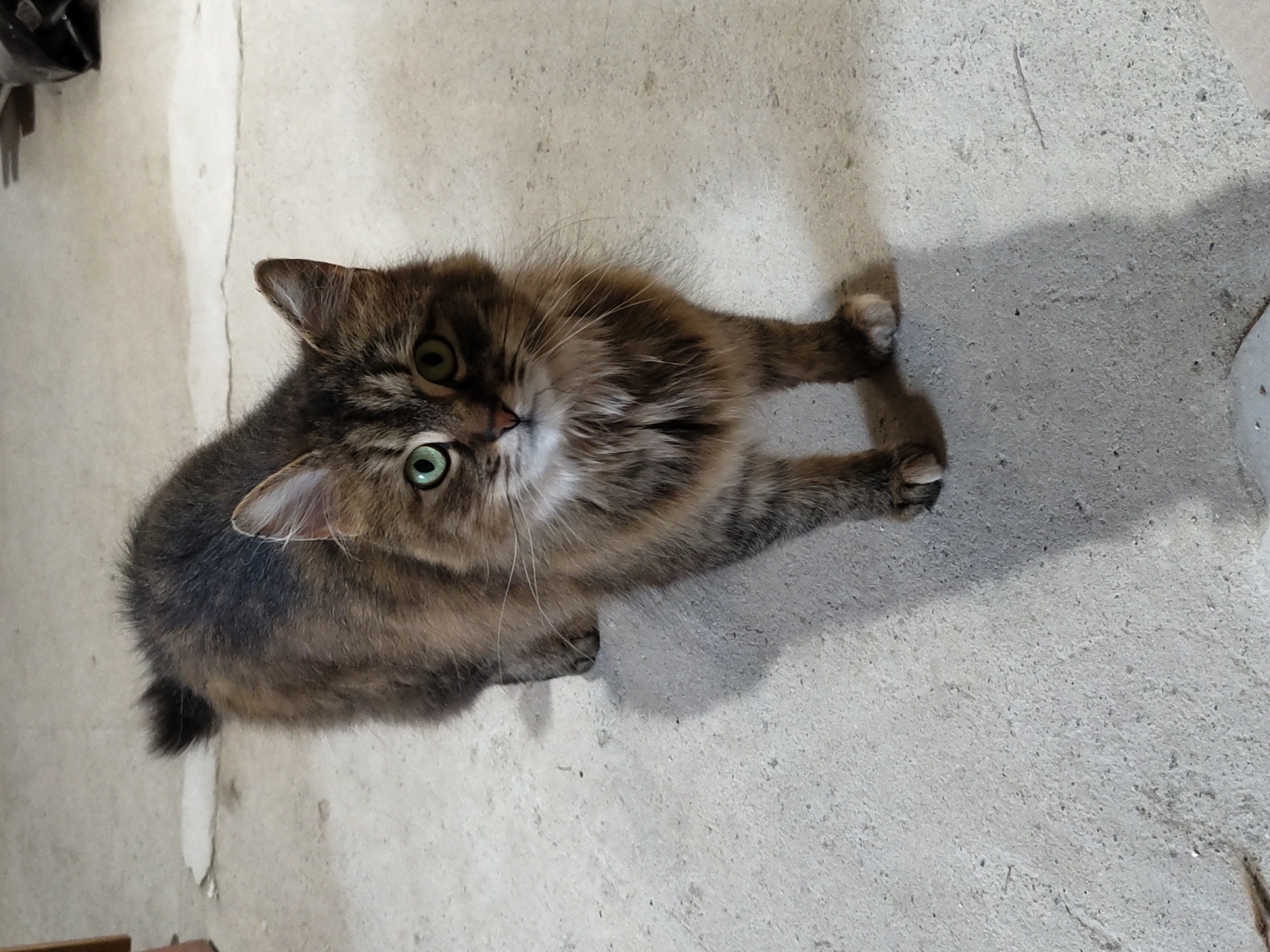 A medium-sized, brown and grey long-haired cat is seen from above, sitting on a concrete floor of Unknown, Unknown. The cat is looking up towards the viewer. Its front paws are extended forward, casting a shadow on the concrete. The background is out of focus, with some white patches near the edges of the image.